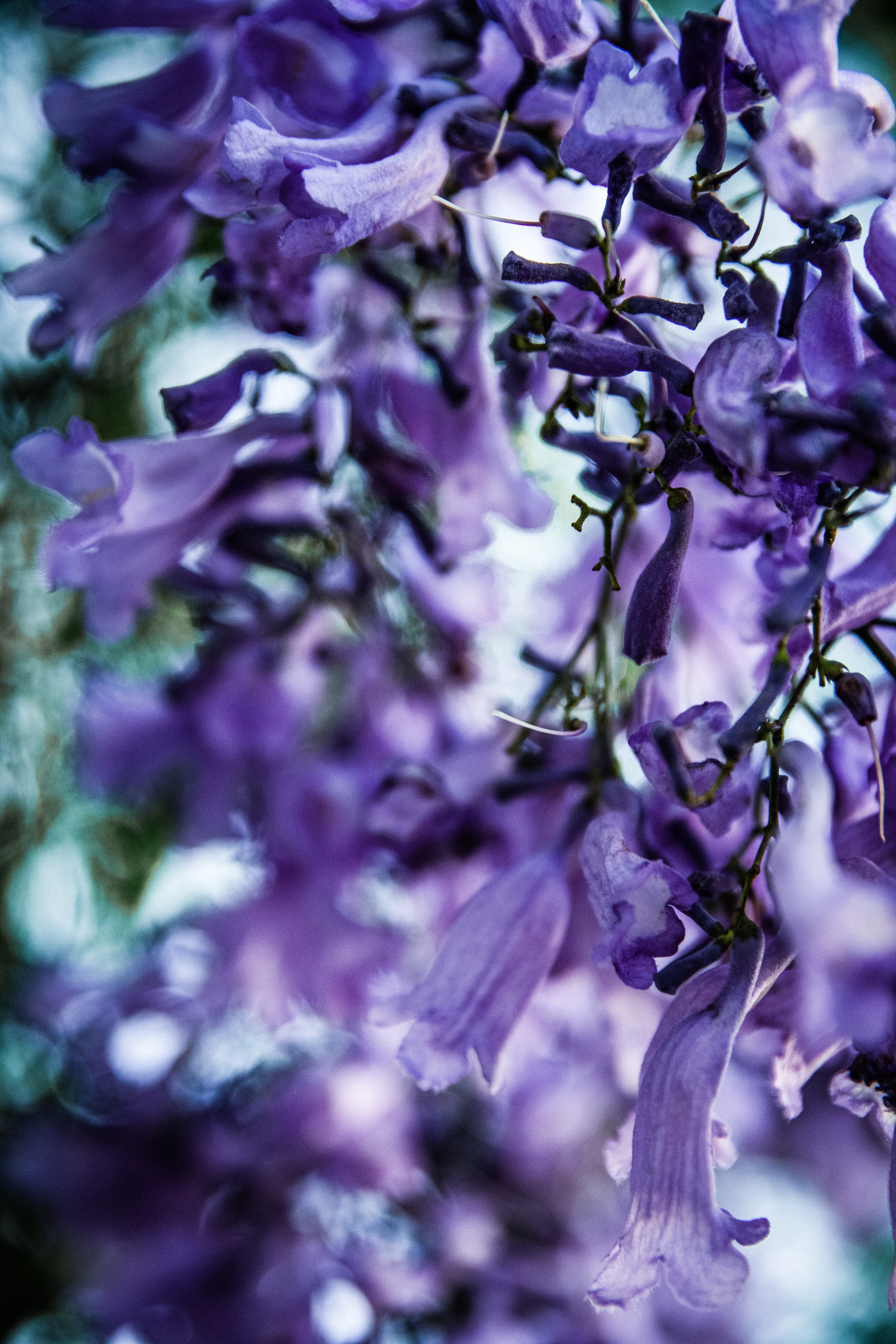 Jacaranda Photo, Download The BEST Free Jacaranda & HD Image