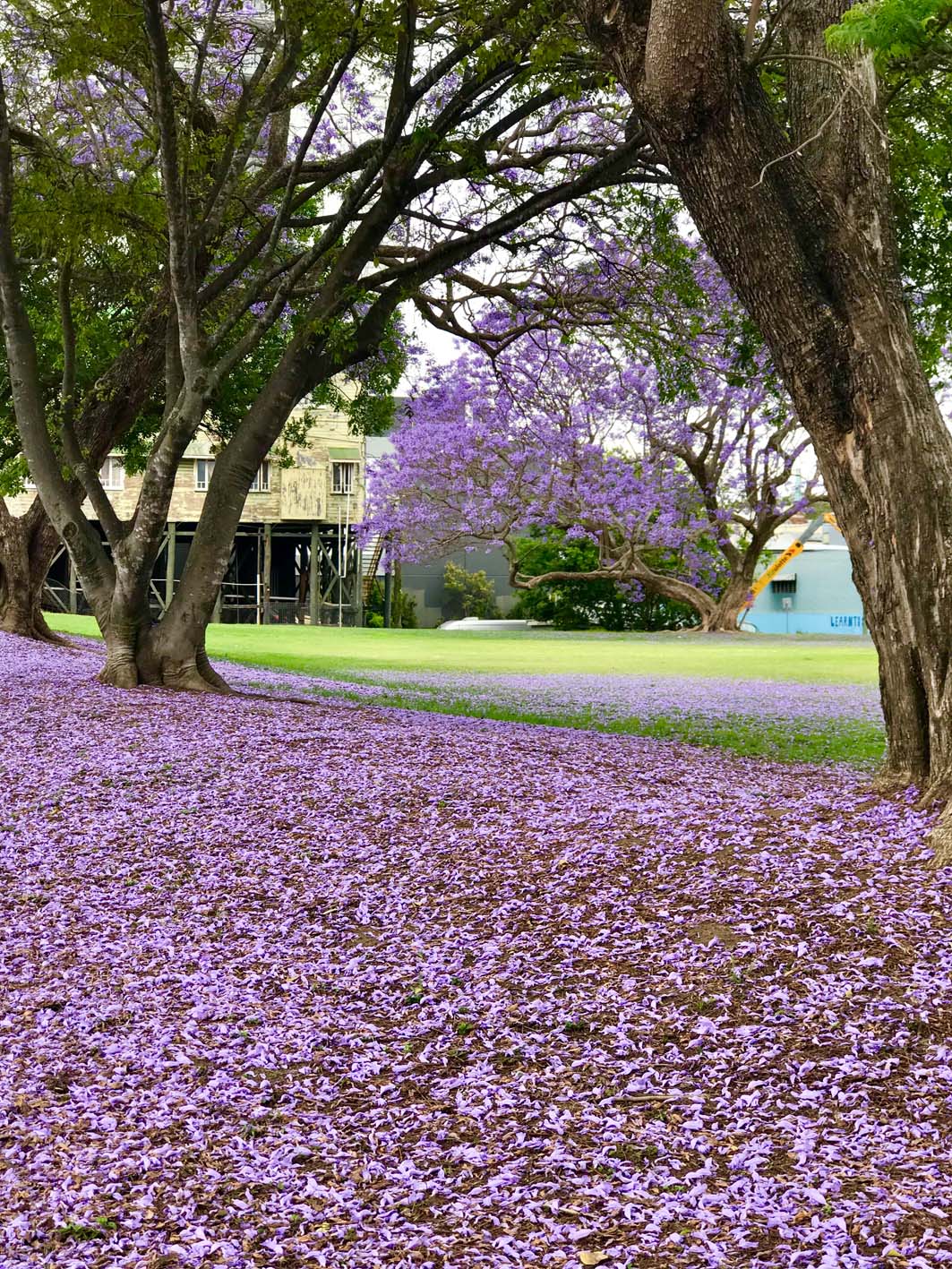 Where to see Jacaranda blooms in Ipswich