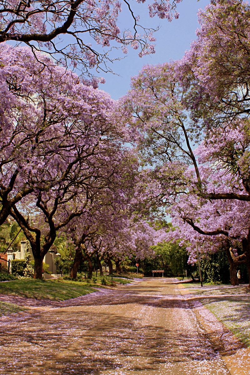Download Wallpaper 800x1200 Park, Trees, Flowers, Nature, Spring, Beautiful Iphone 4s 4 For Parallax HD Background
