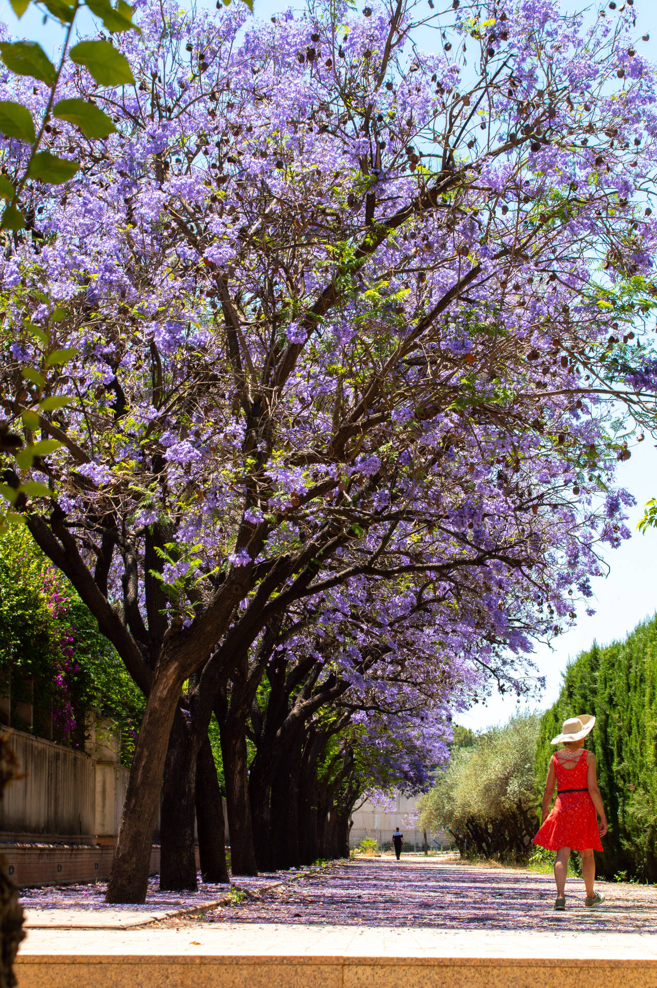 Download Beautiful Wisteria IPhone Wallpaper