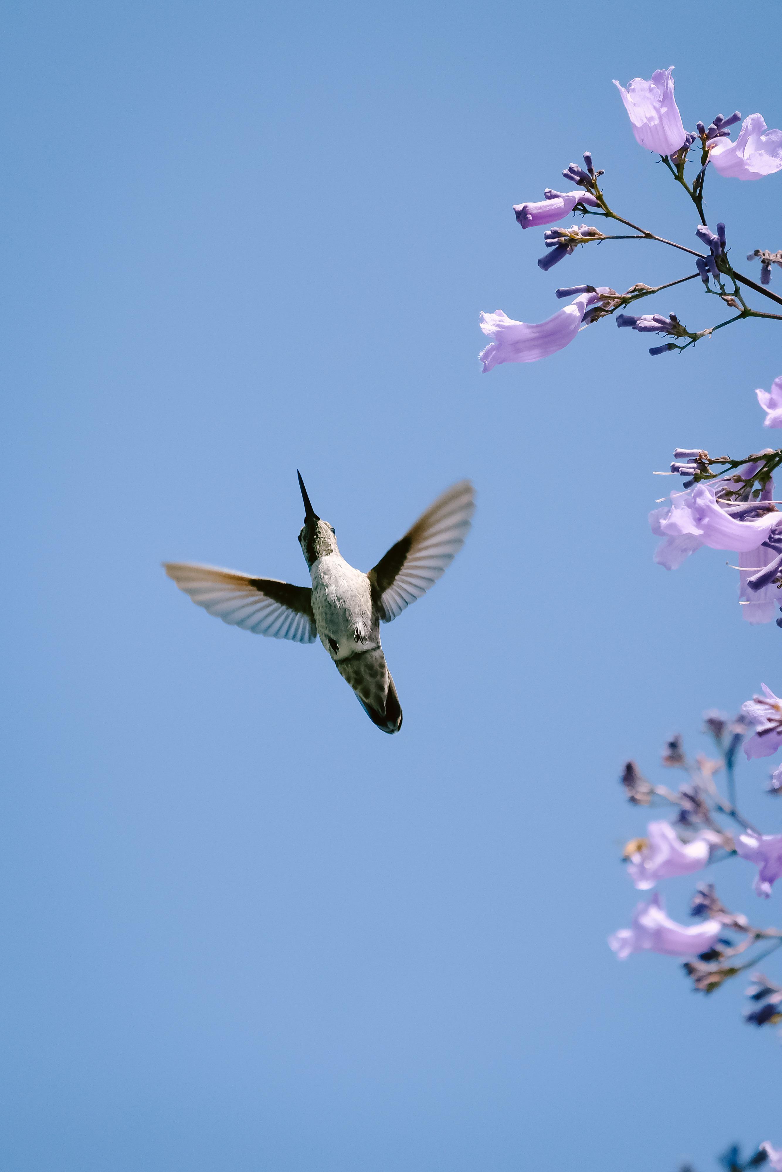 Hummingbirds love the Jacaranda tree in my yard