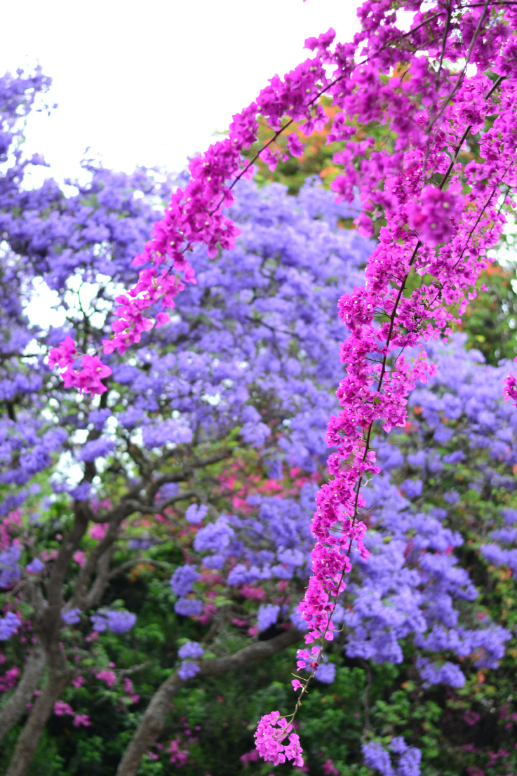 Jacaranda Trees