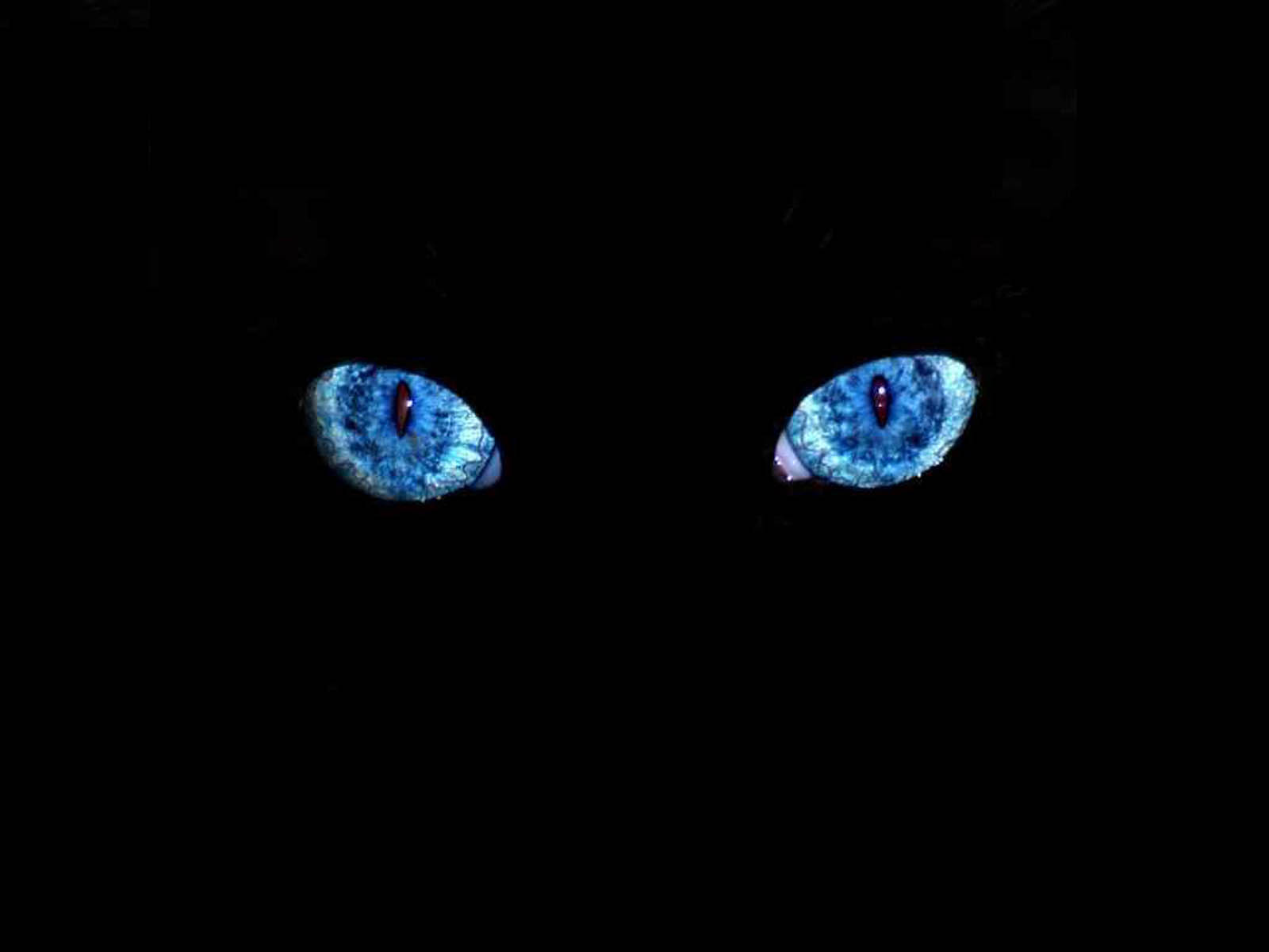 Eyes in the Dark Wallpaper