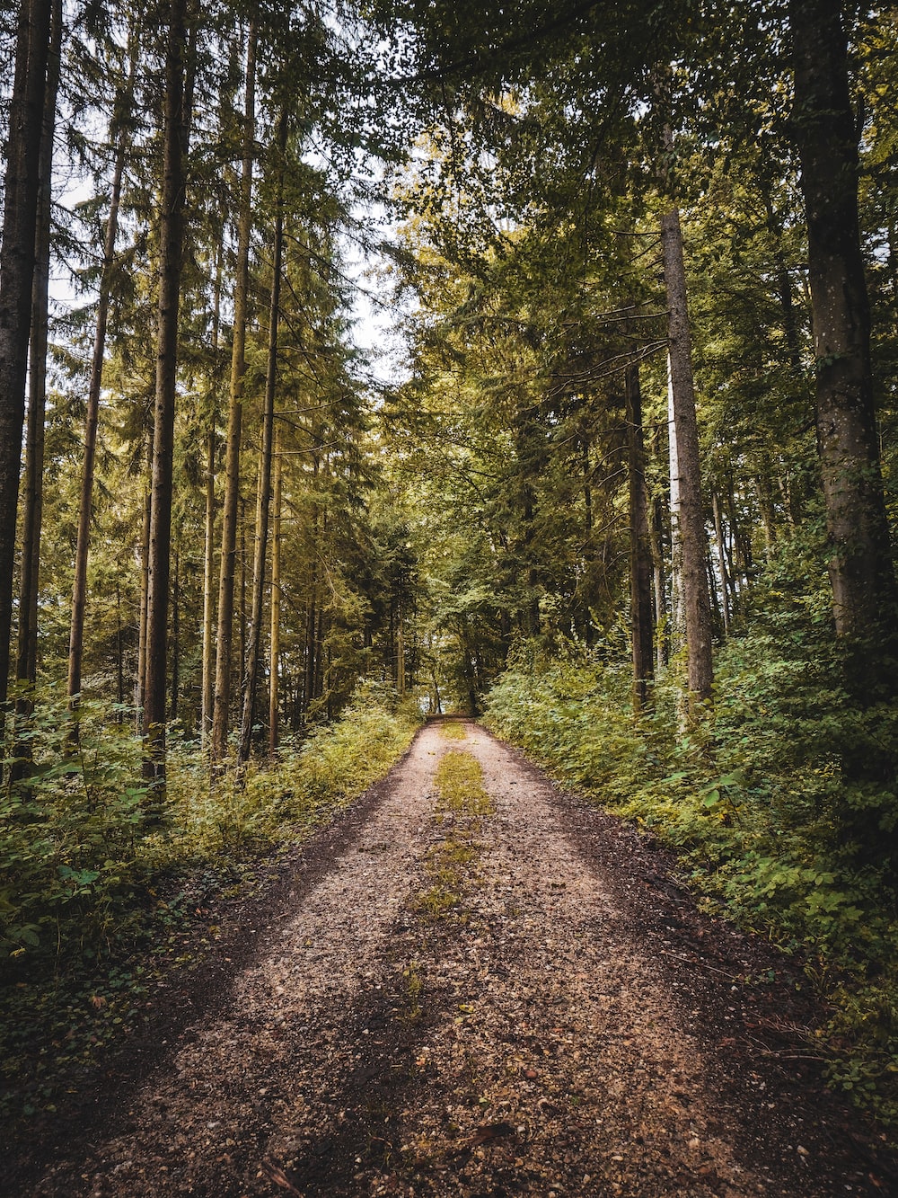 Forest Road Picture. Download Free Image