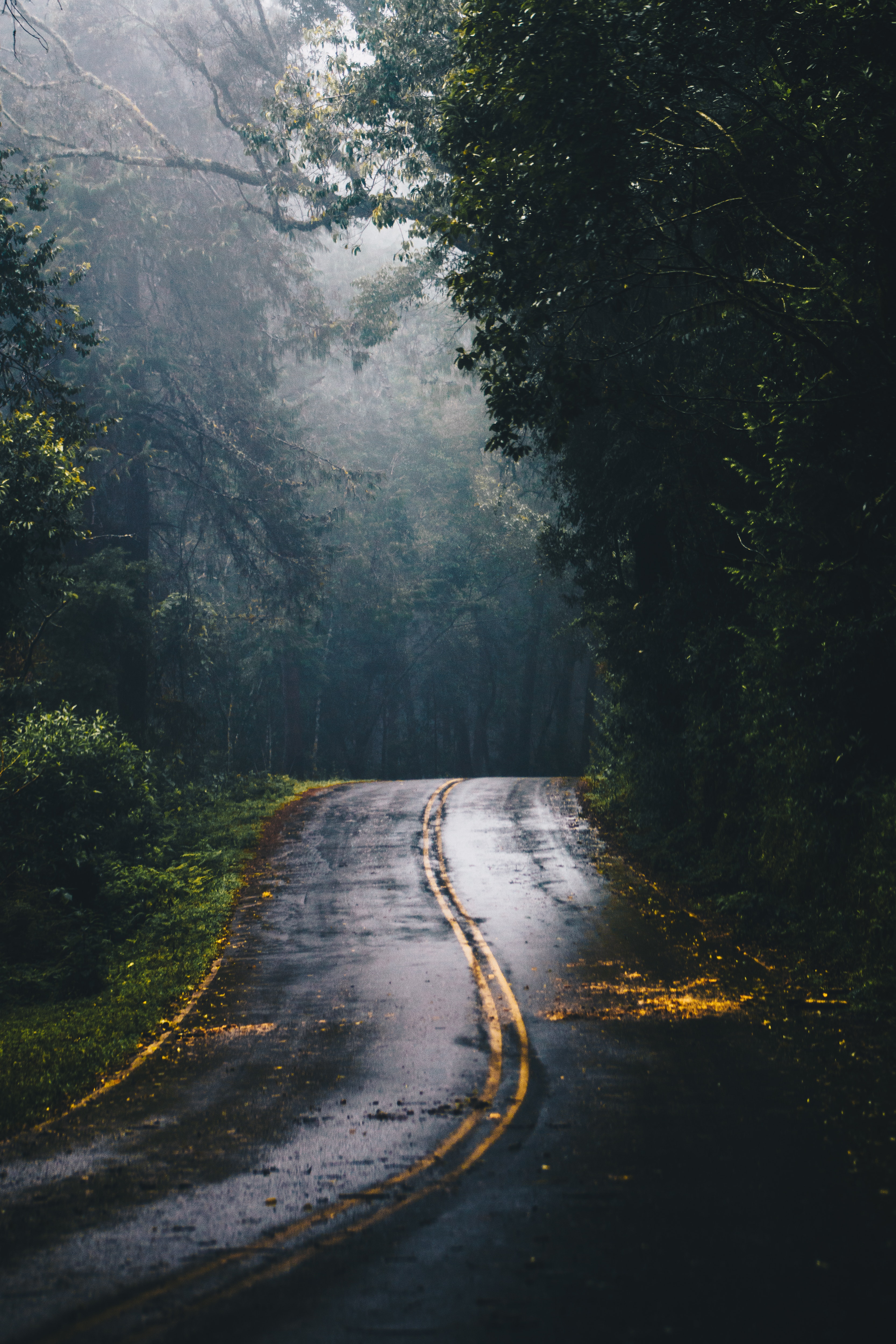 Forest Road Photo, Download The BEST Free Forest Road & HD Image