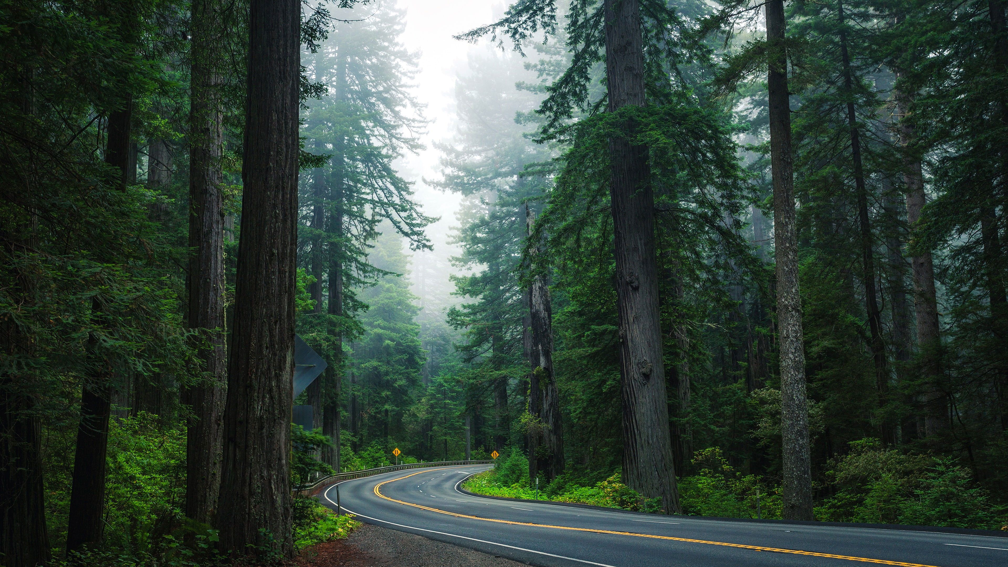 Forest road wallpaper, nature, tree, path, spruce fir forest. Forest road, Nature, Nature wallpaper