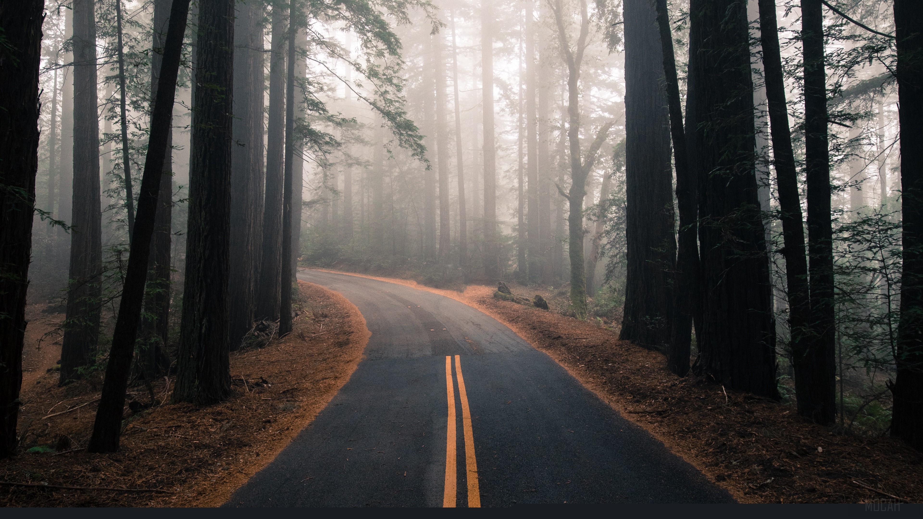 road, fog, autumn, marking, forest, turn, trees 4k Gallery HD Wallpaper