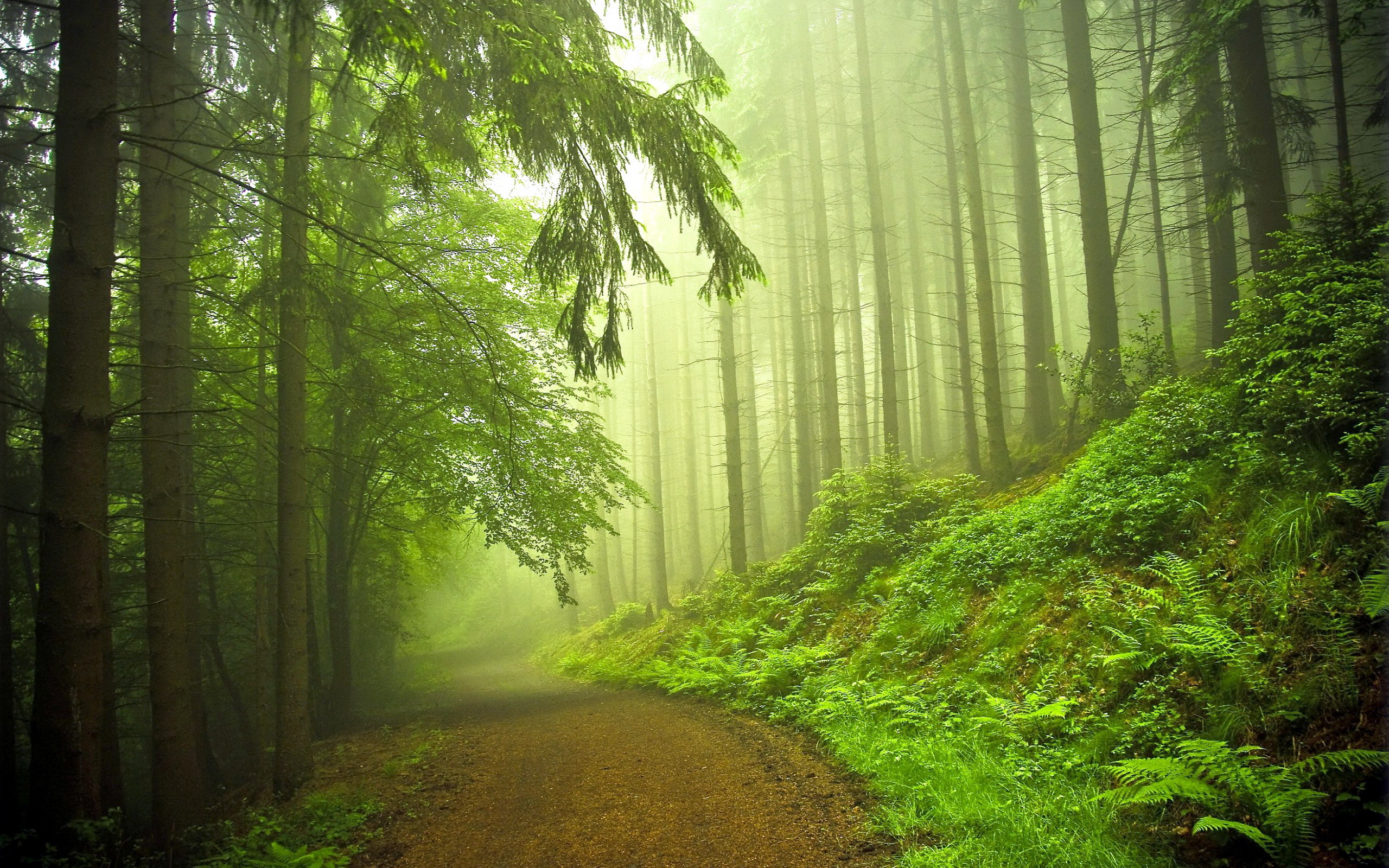 Beautiful Forest Road wallpaperx1600