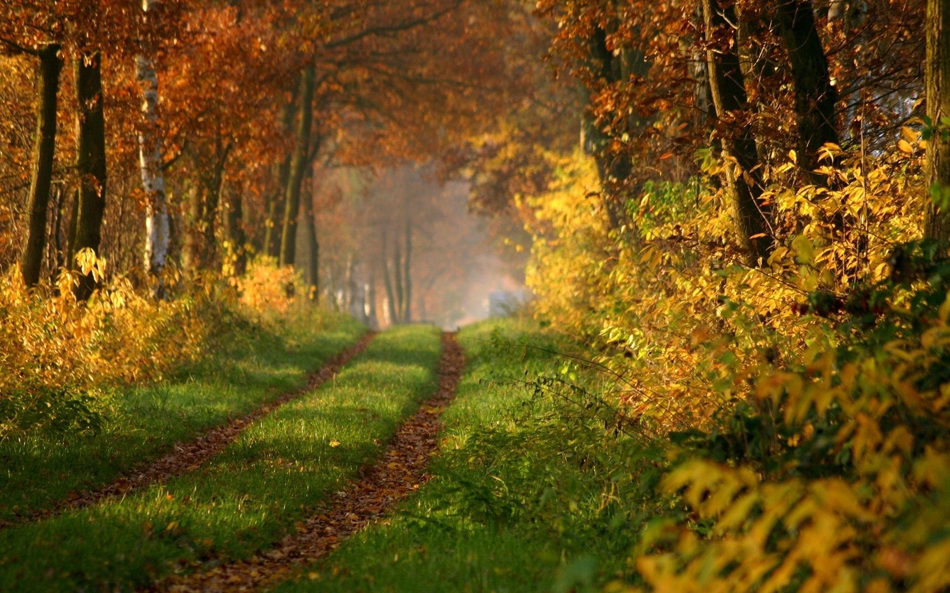 Beautiful Forest Road Wallpaper