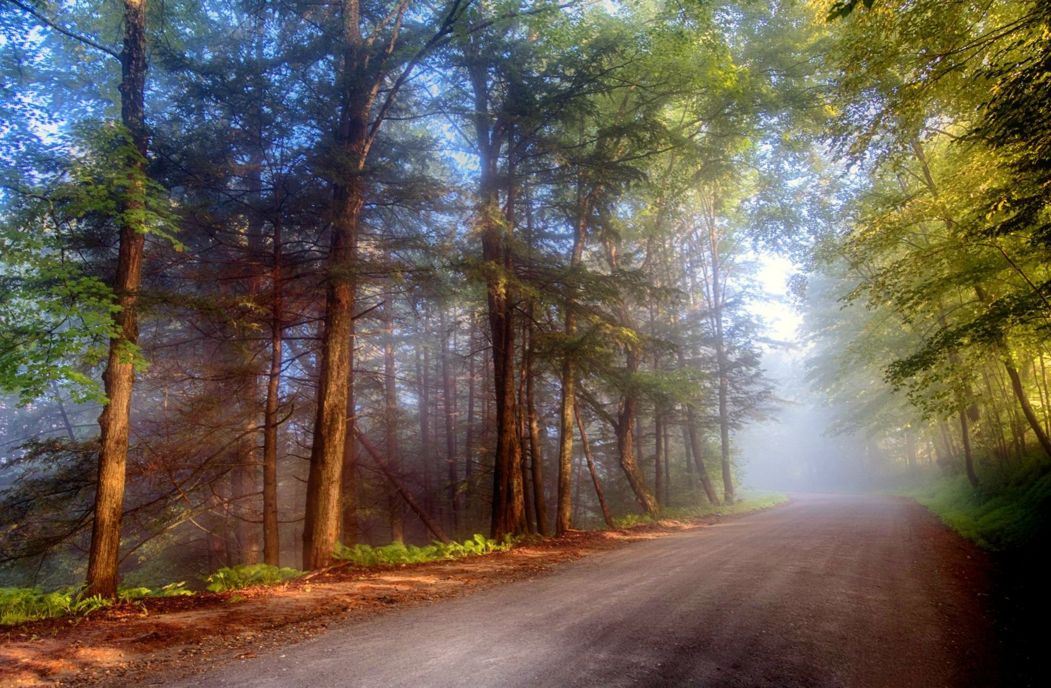 Forest Road Mist Trees Beautiful Fog HD wallpaper