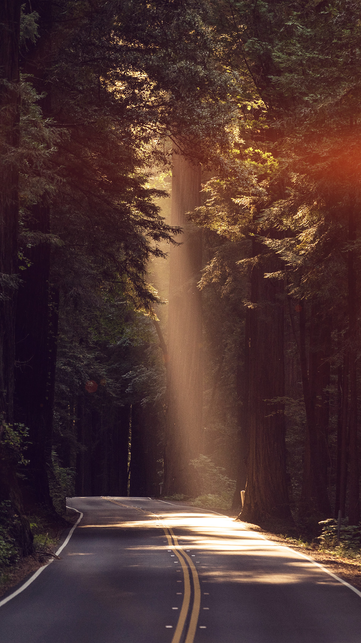 Light Road Wood Forest Way Nature Flare Wallpaper