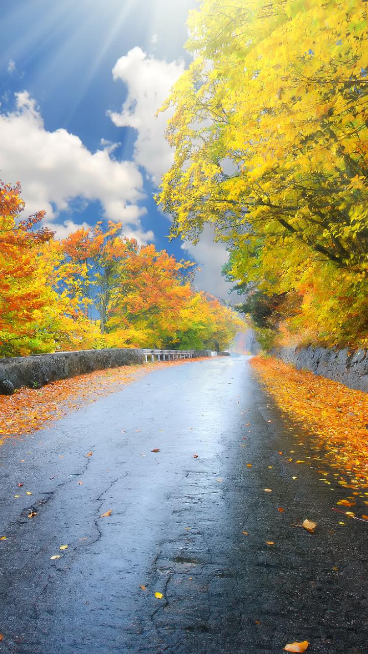 Australian Forest road beautiful wallpaper HD Mobile, Desktop Wallpaper