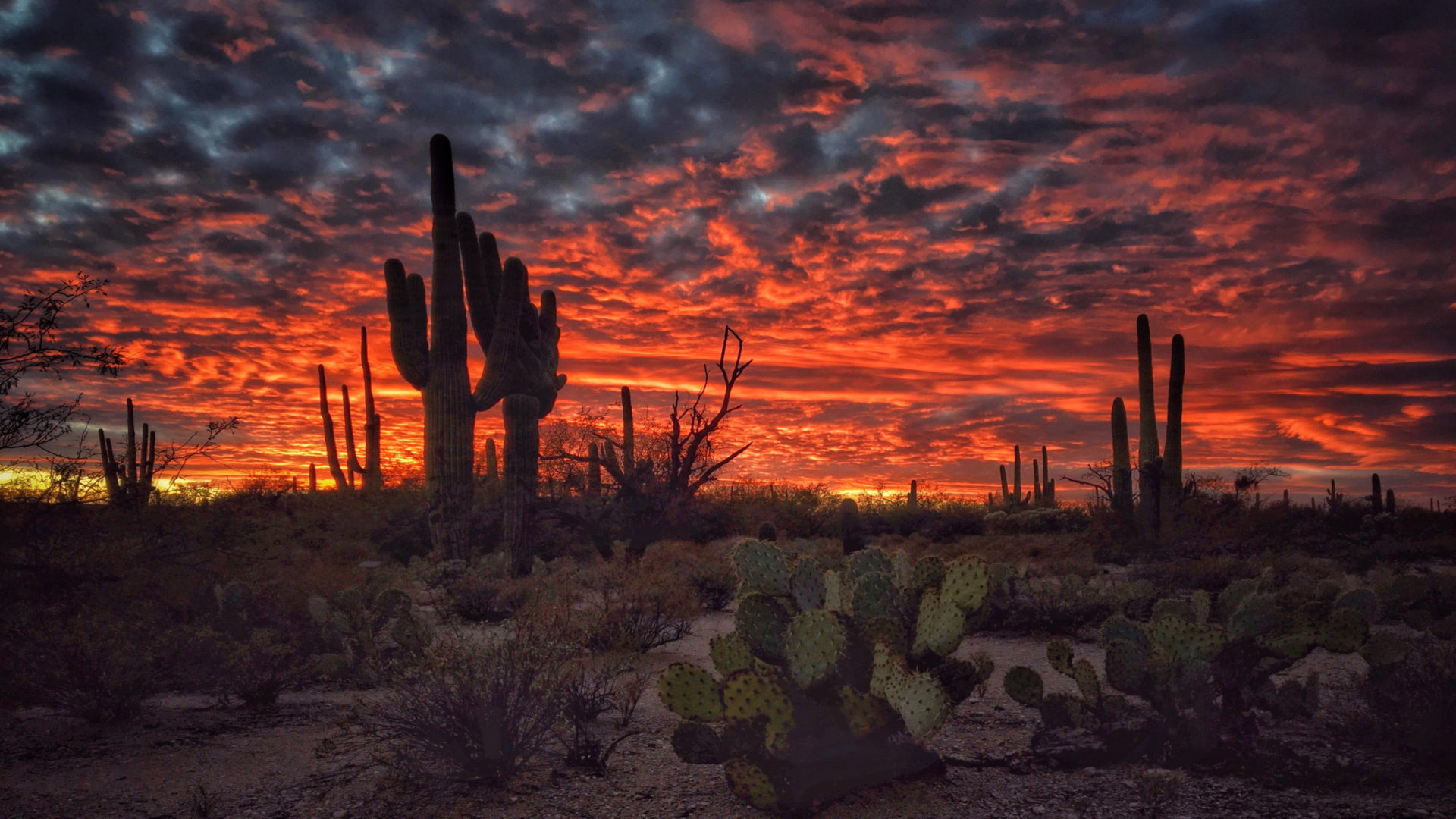 Tucson Arizona Sunset Flaming Sky Desert Landscape With Cactus Desktop HD Wallpaper For Mobile Phones And Computer 3840x2400, Wallpaper13.com