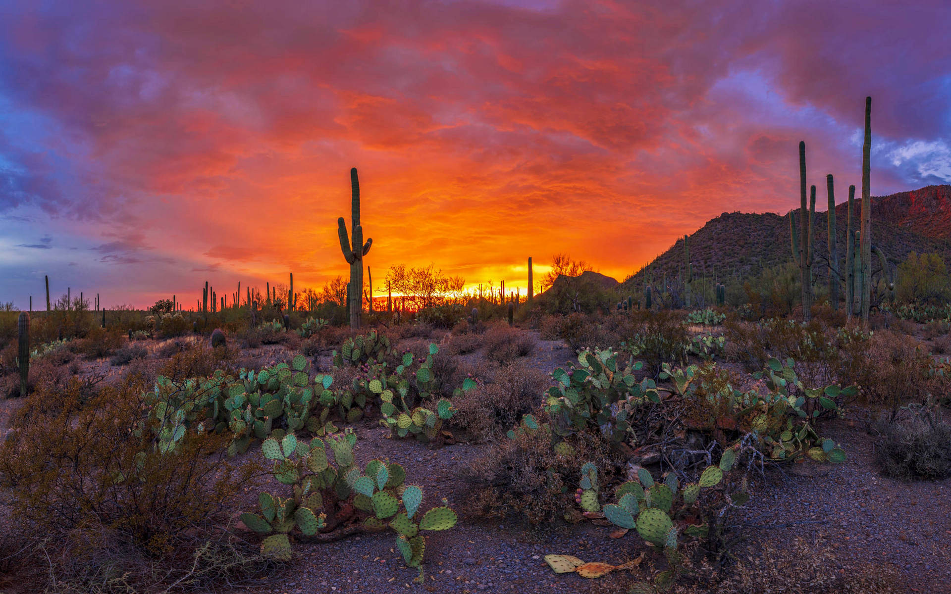 Saguaro Cactus and Rainbow, Arizona. Arizona Sunset.