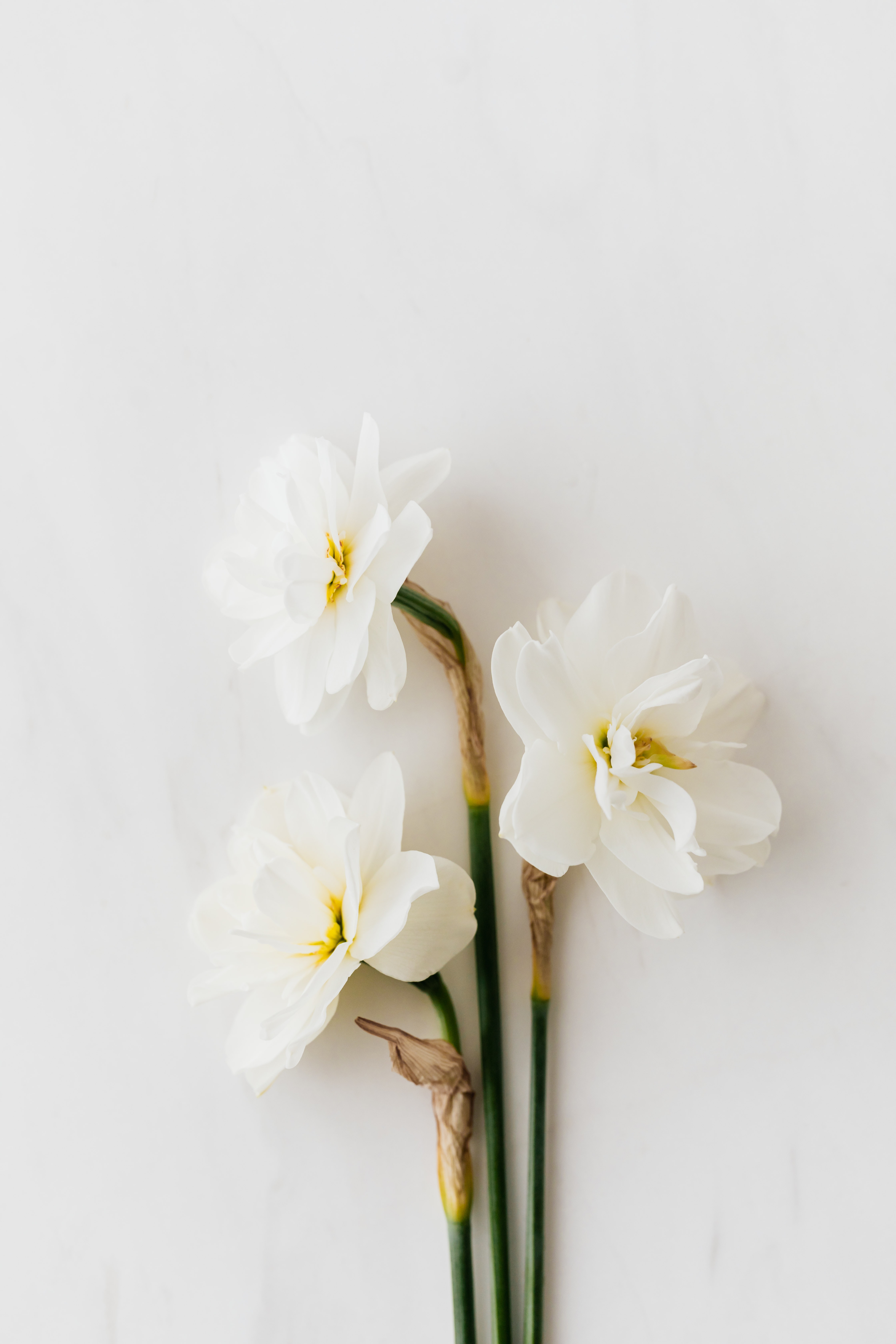 Narcissus Photo, Download The BEST Free Narcissus & HD Image