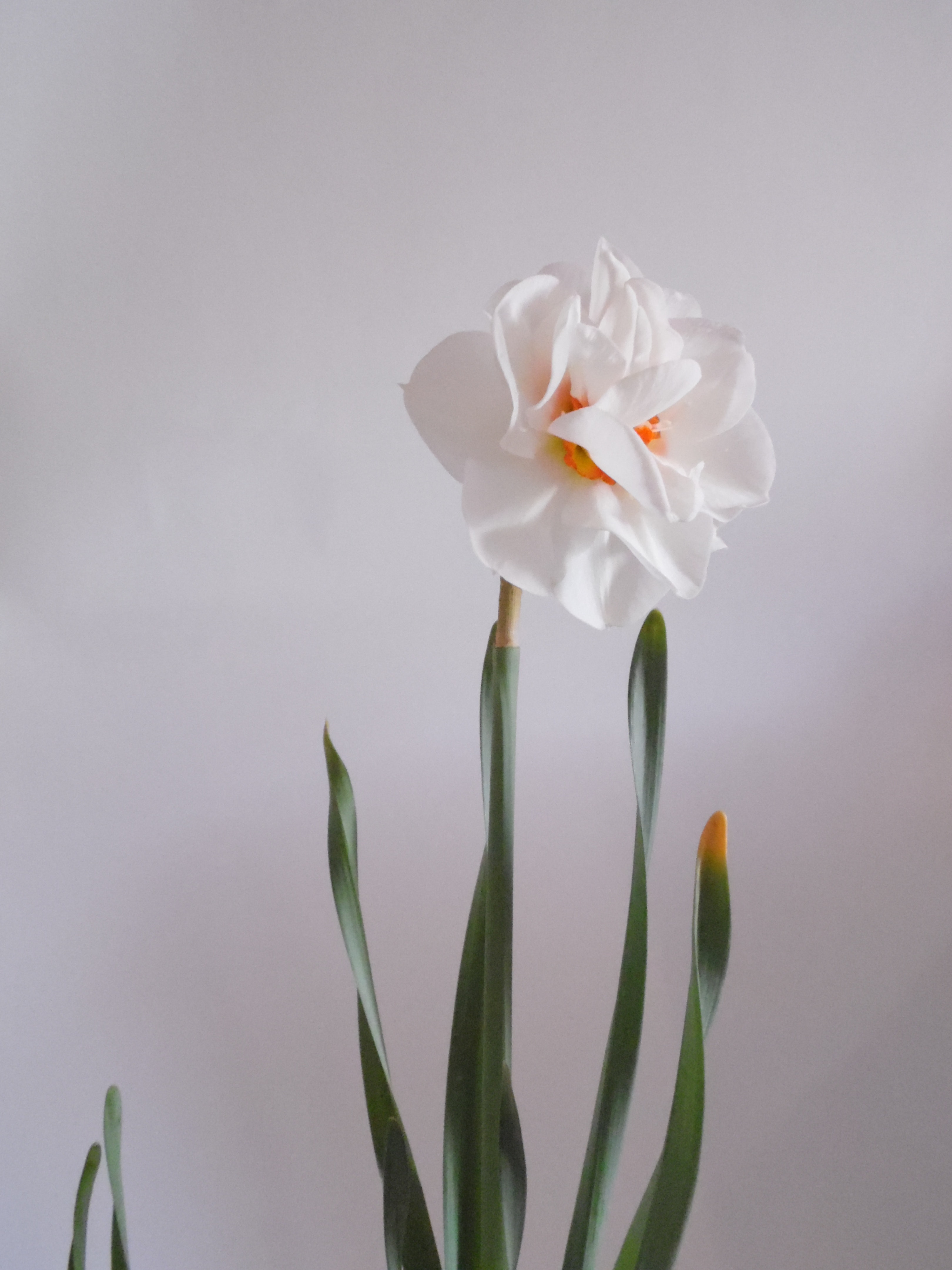Narcissus Photo, Download The BEST Free Narcissus & HD Image