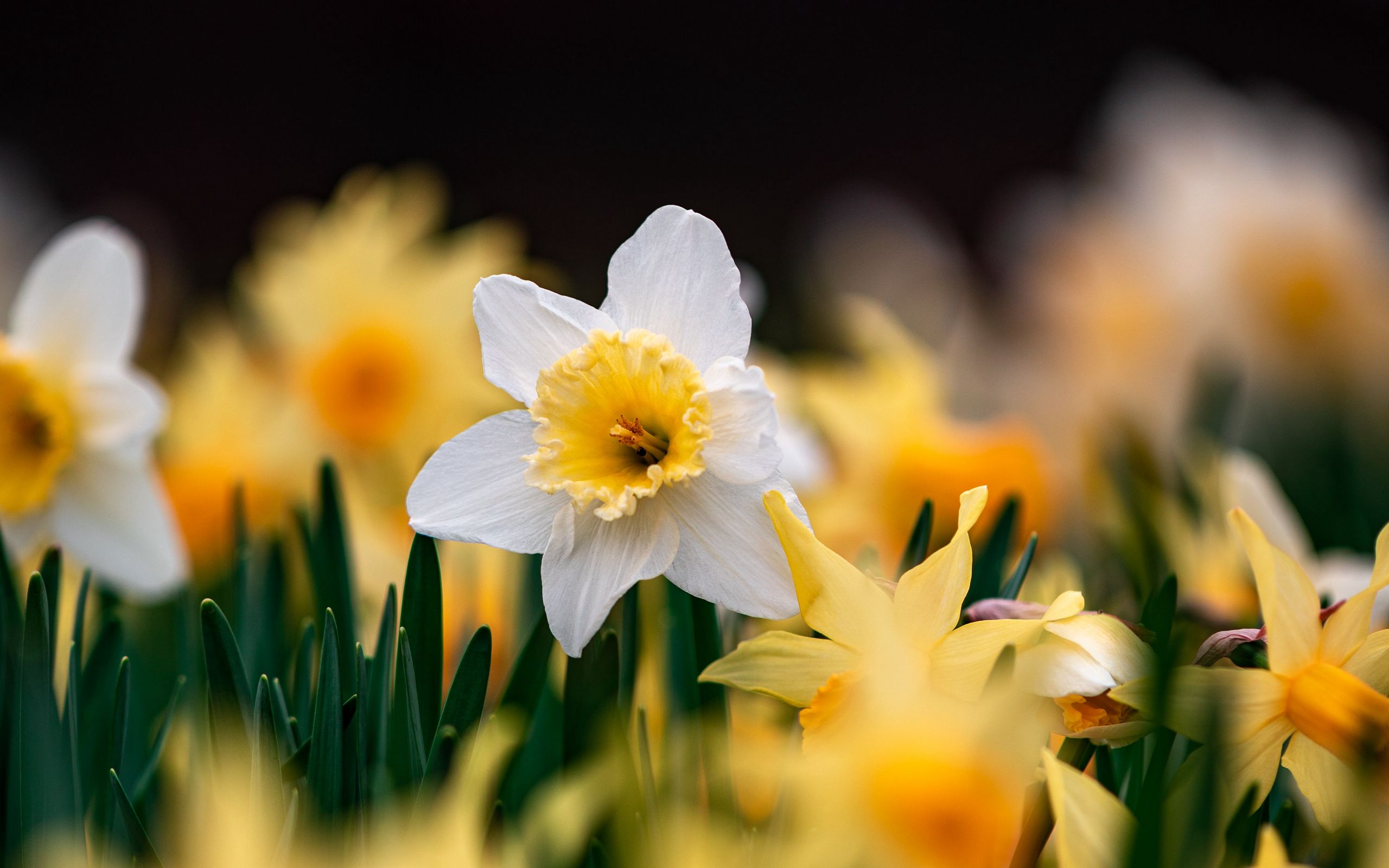 Daffodil HD, Flower Gallery HD Wallpaper