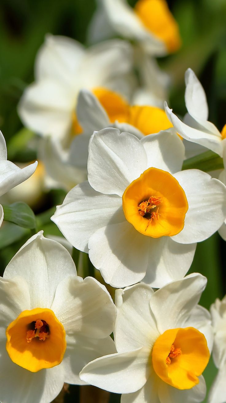 Daffodil Flowers Image HD Wallpaper Beautiful image HD. Daffodils, Flowers photography wallpaper, Wallpaper nature flowers