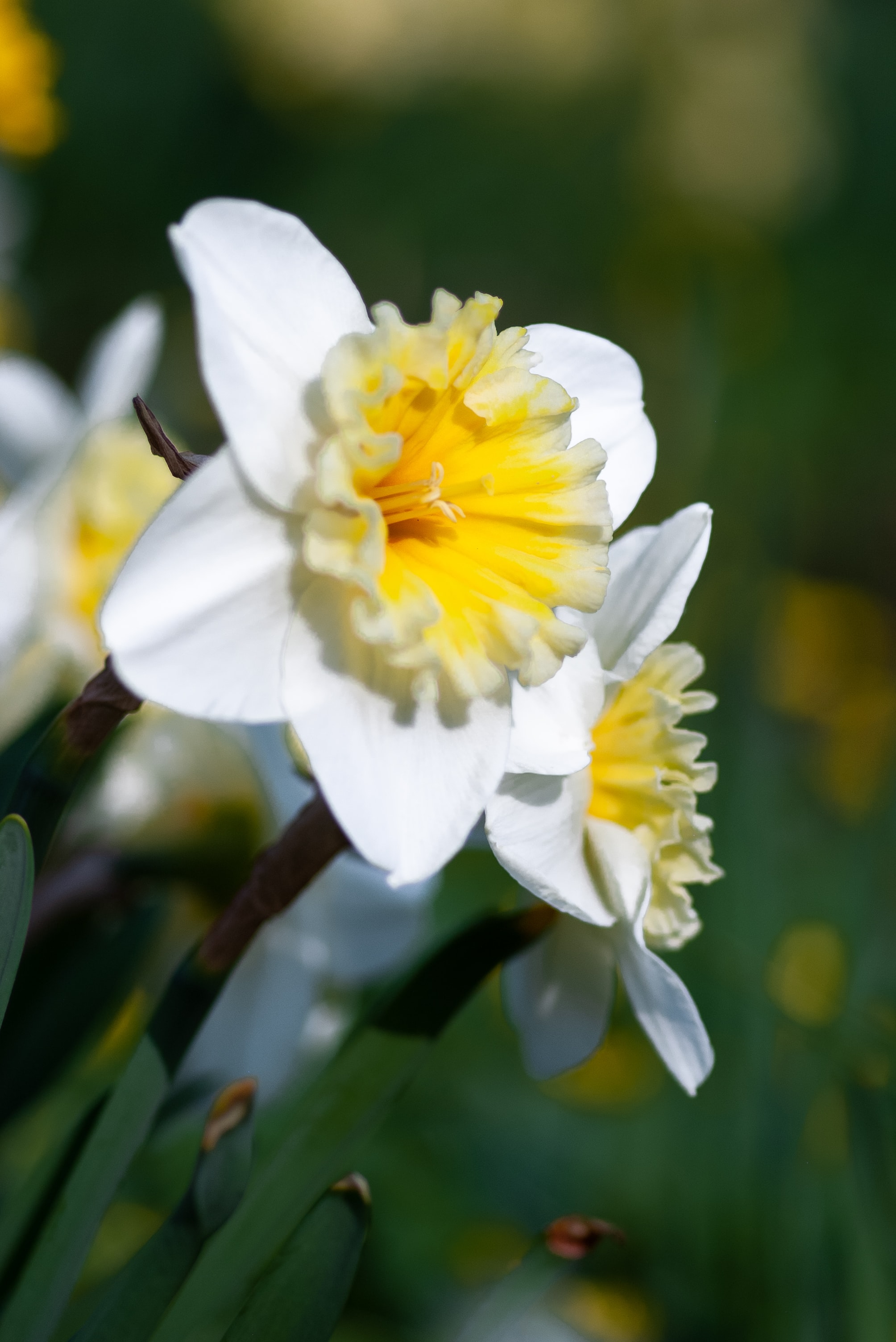 Daffodil Flower Wallpaper