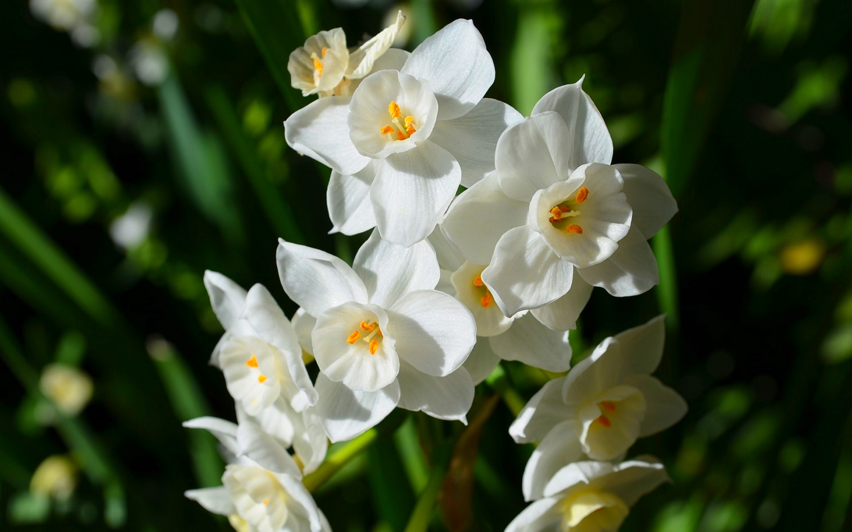 Narcissus HD Wallpaper and Background