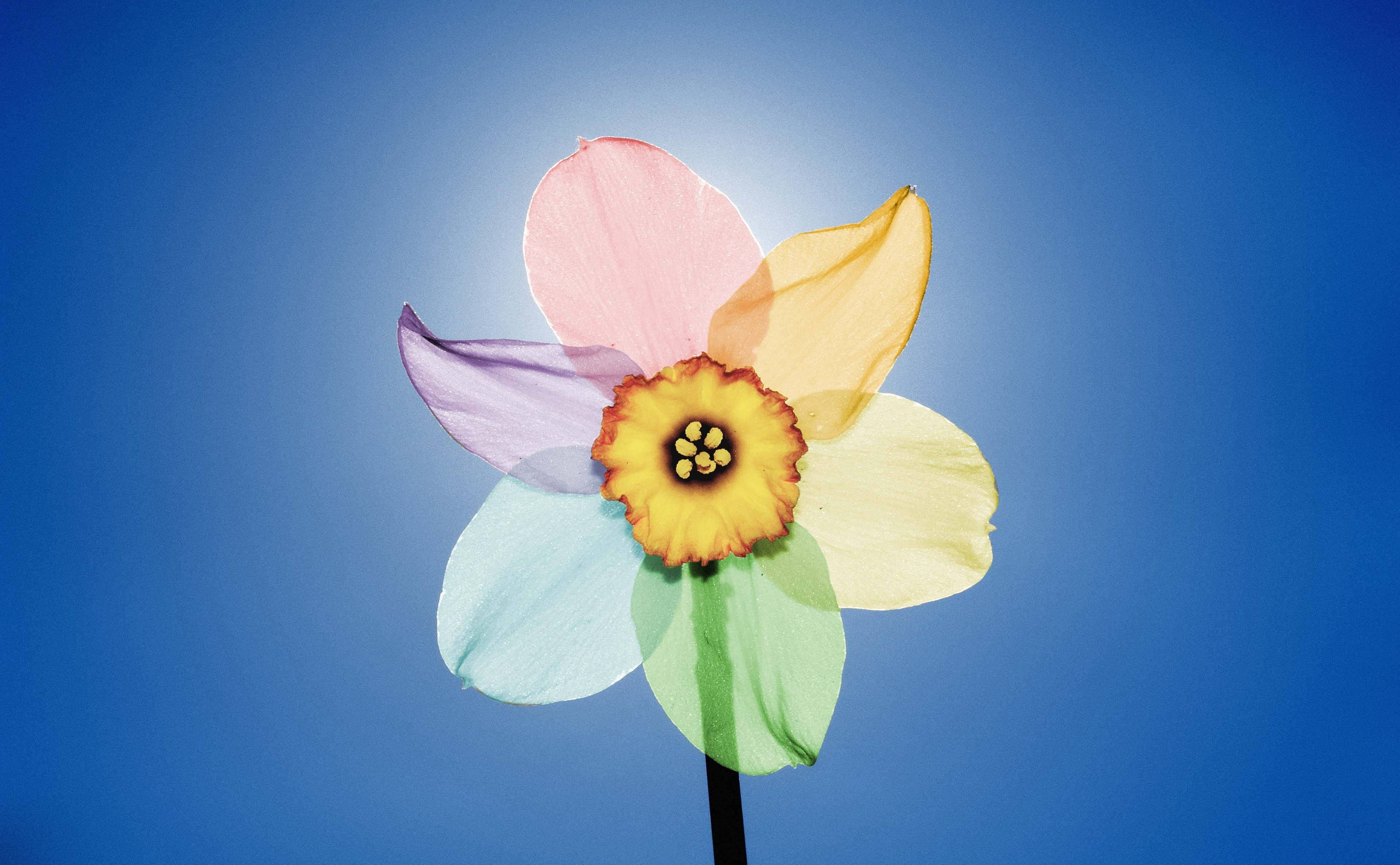 Download Rainbow Narcissus Flower Wallpaper