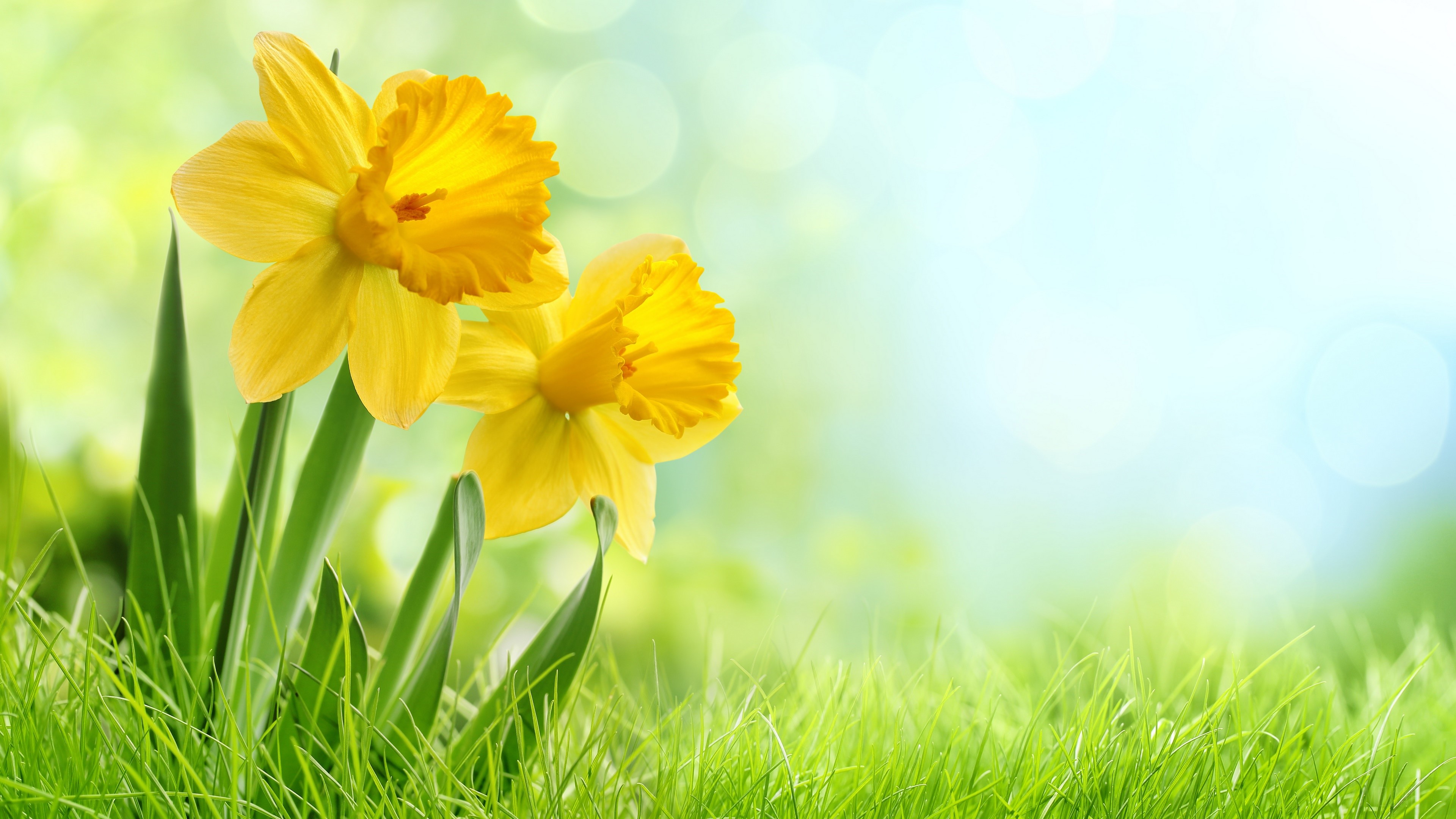 daffodil 1080P, 2k, 4k HD wallpaper, background free download