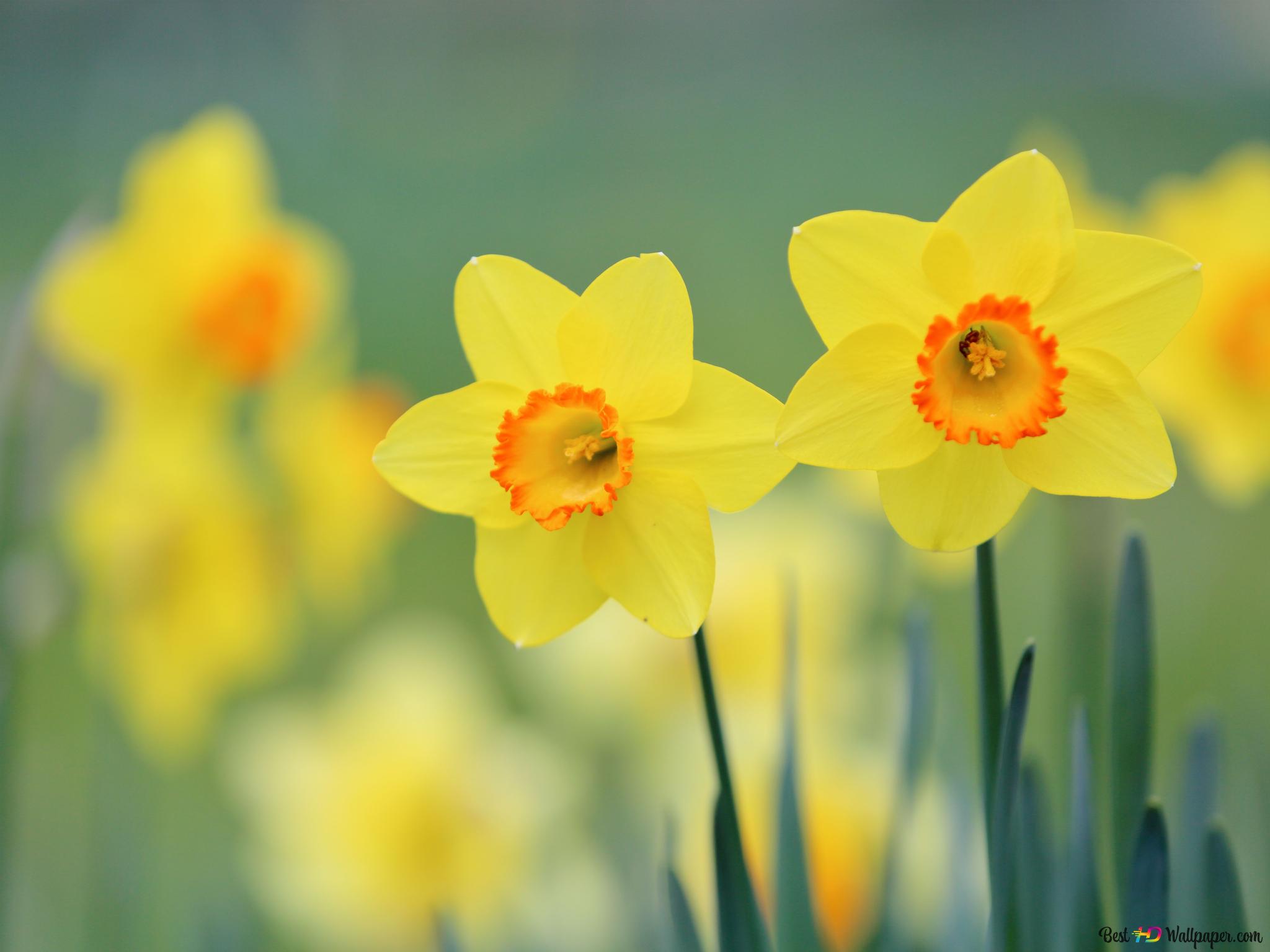 Daffodil Flower 4K wallpaper download