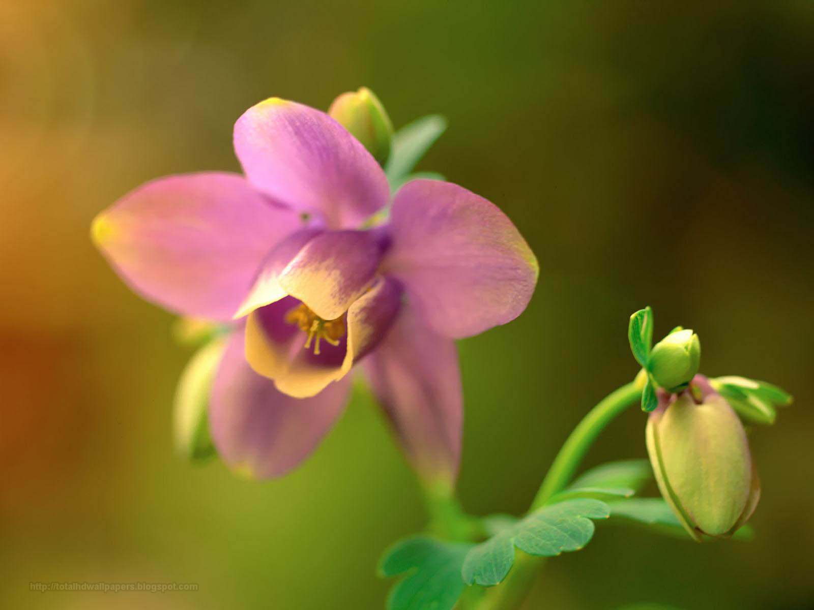 Free download HD Wallpaper Hollywood Actress HD Wallpaper daffodil HD wallpaper [1600x1200] for your Desktop, Mobile & Tablet. Explore Daffodil Wallpaper. Daffodil Wallpaper Border