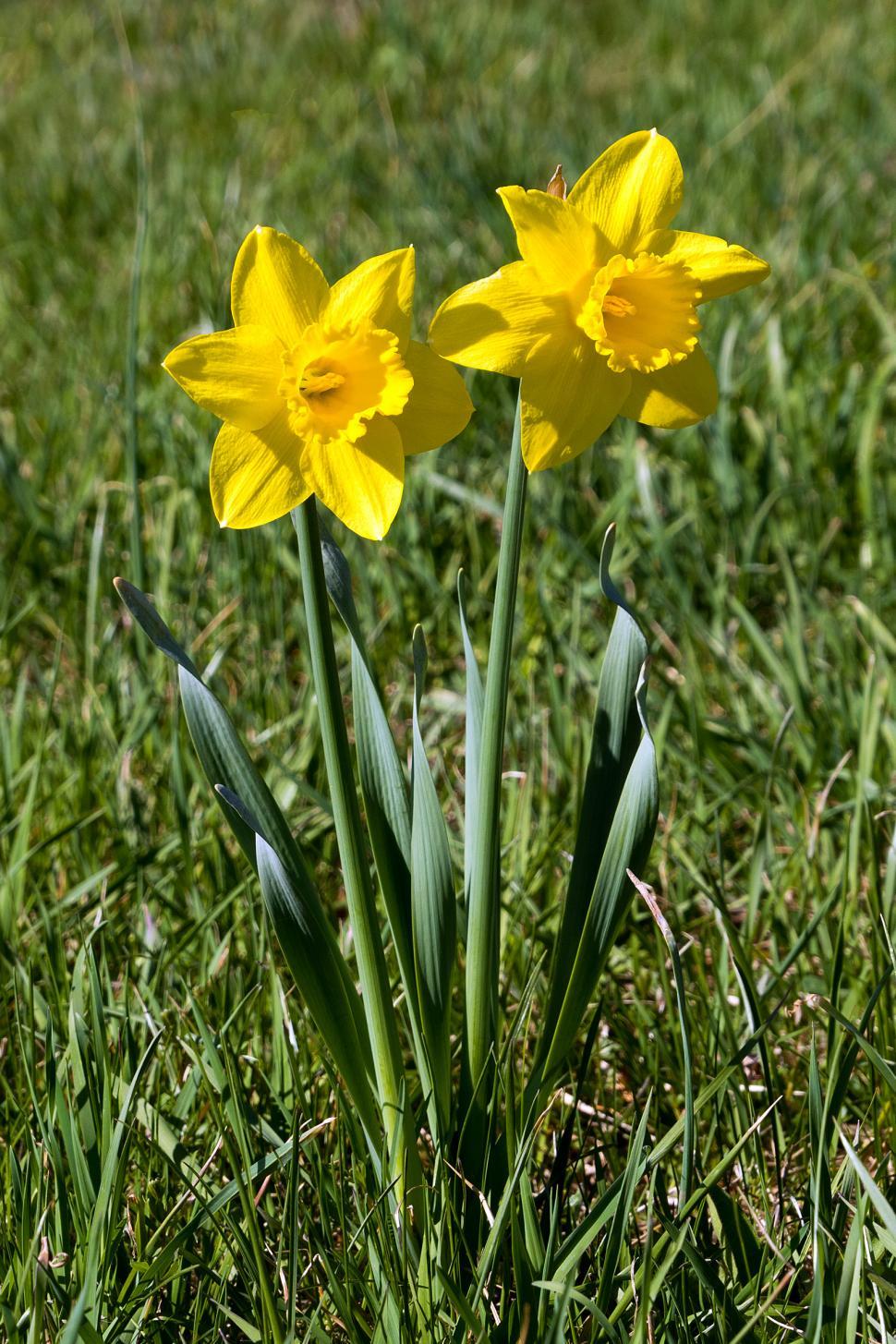 Free of Daffodil Flowers. Download Free Image and Free Illustrations