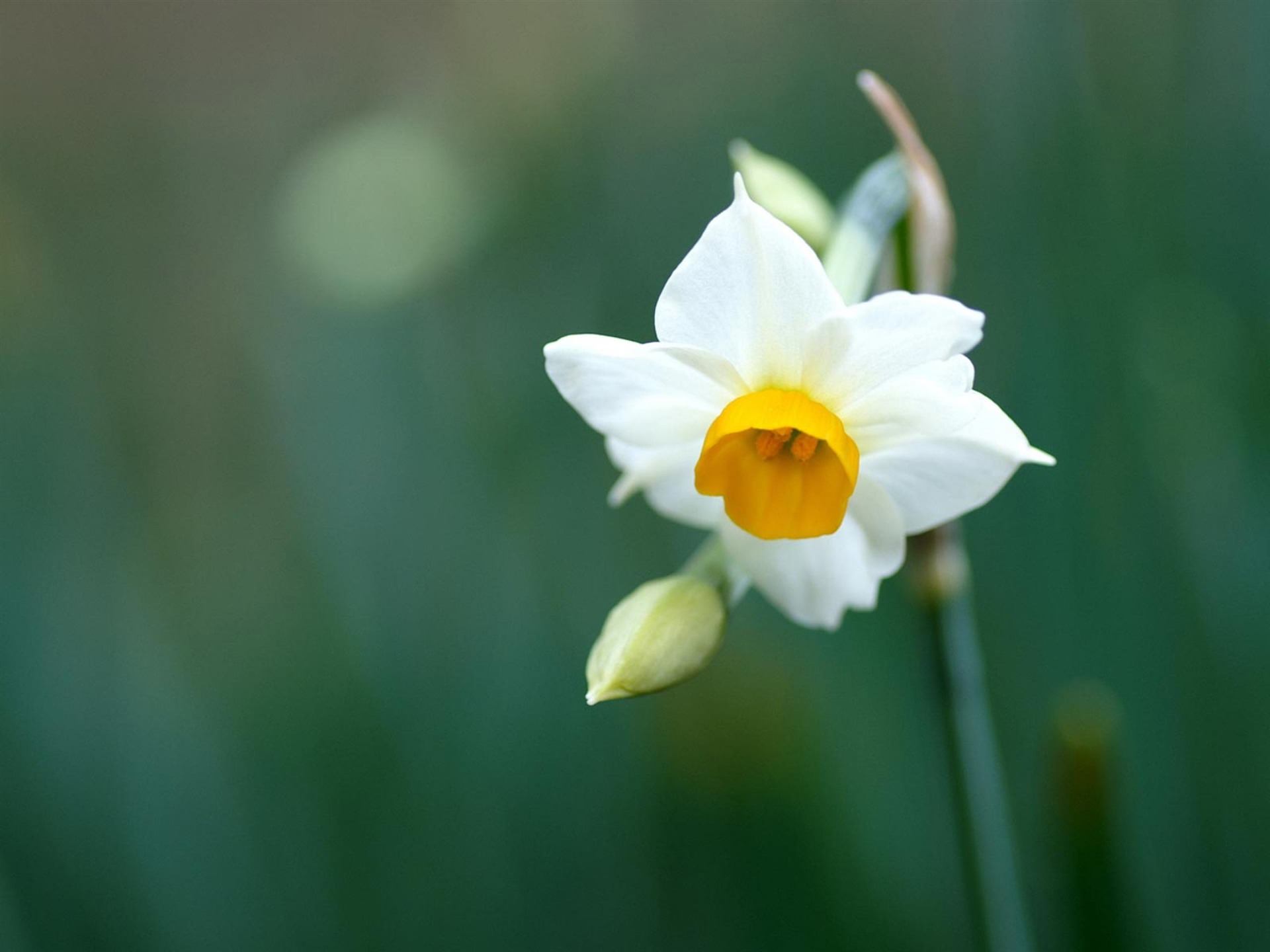 Narcissus Flowers Photography Wallpaper