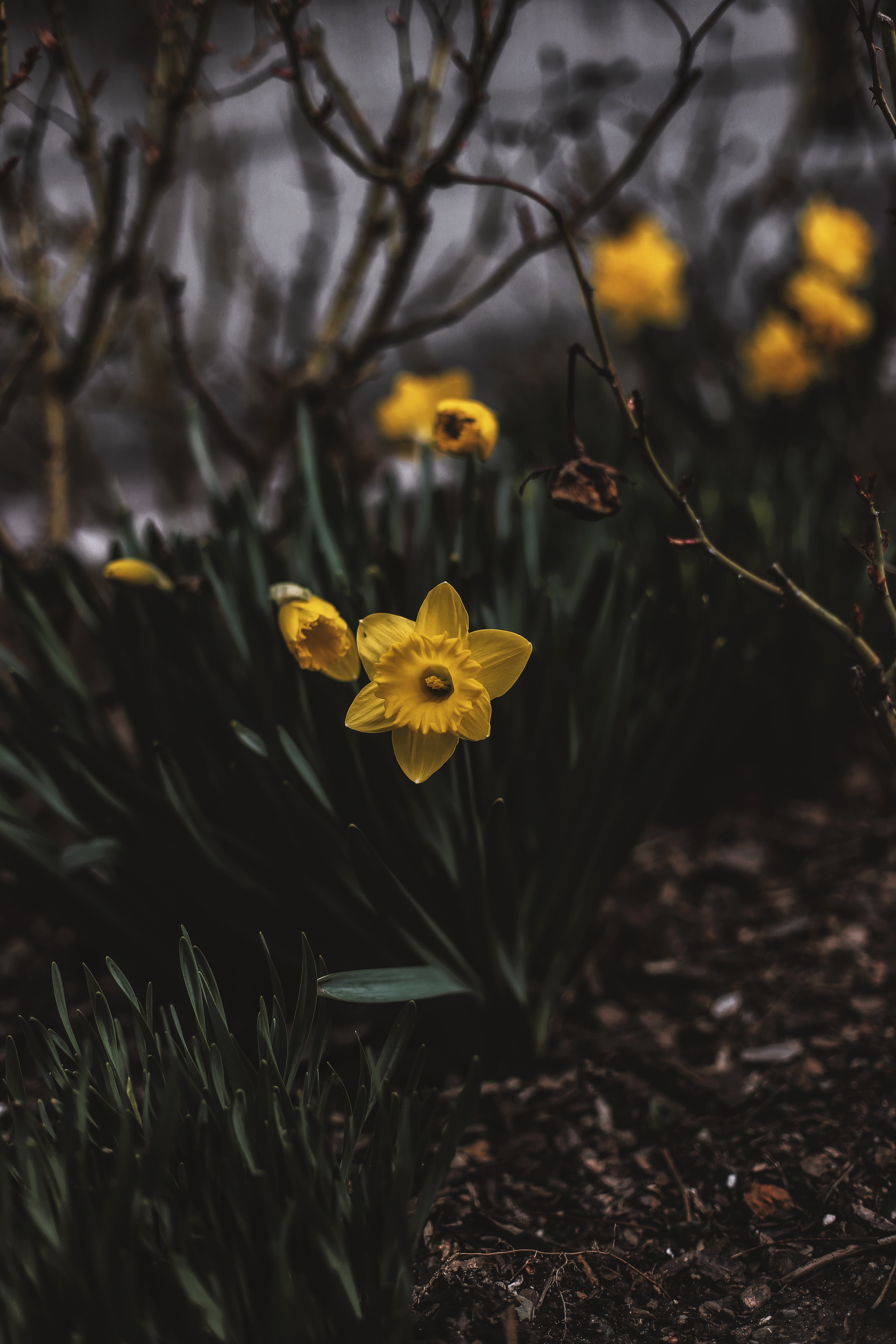 Wallpaper, narcissus, flower bed, flowers, blur 3648x5472