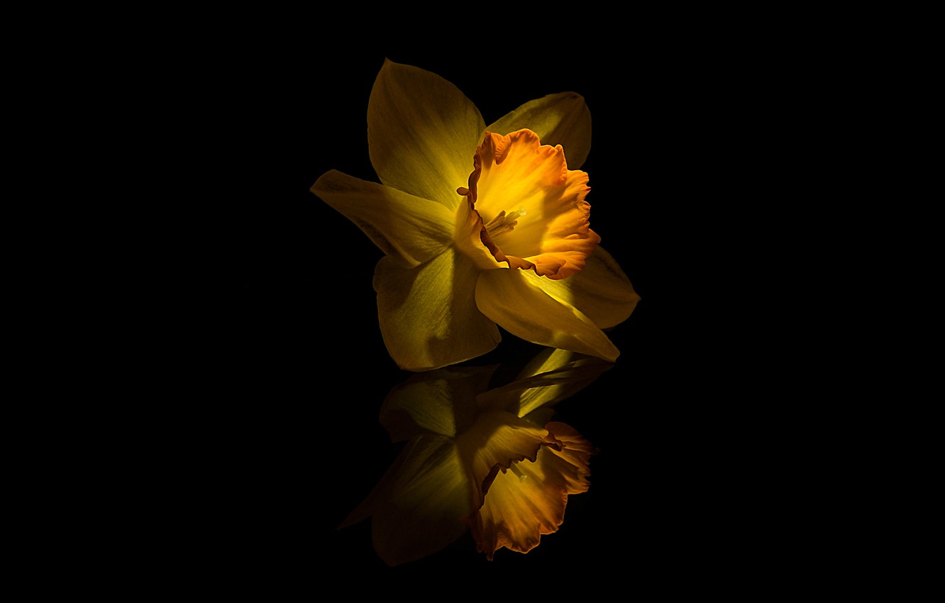 Wallpaper Flower, Yellow, Narcissus image for desktop, section минимализм