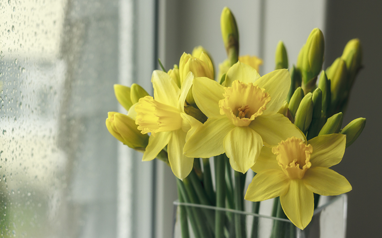 Desktop Wallpaper Yellow Flowers Narcissus