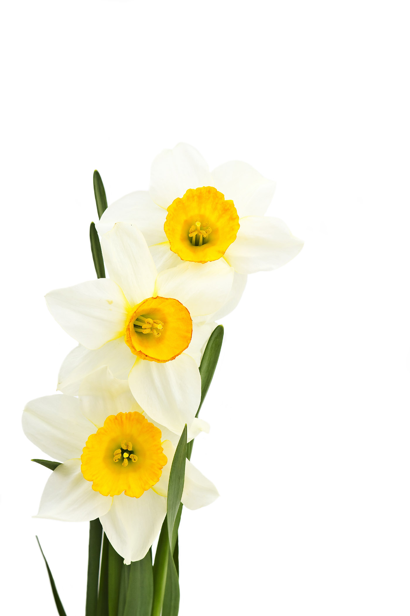December Birth Flower Flowers By Month