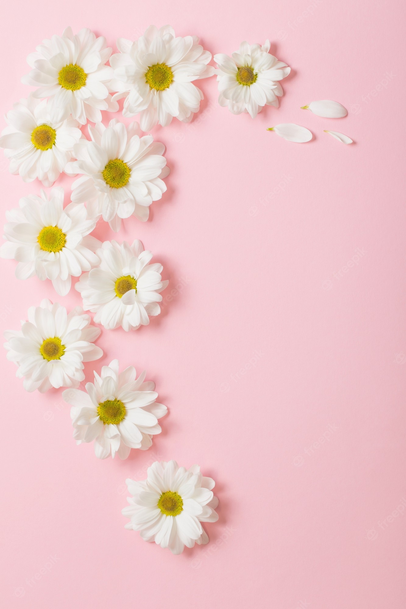 Premium Photo. White flowers on light pink background