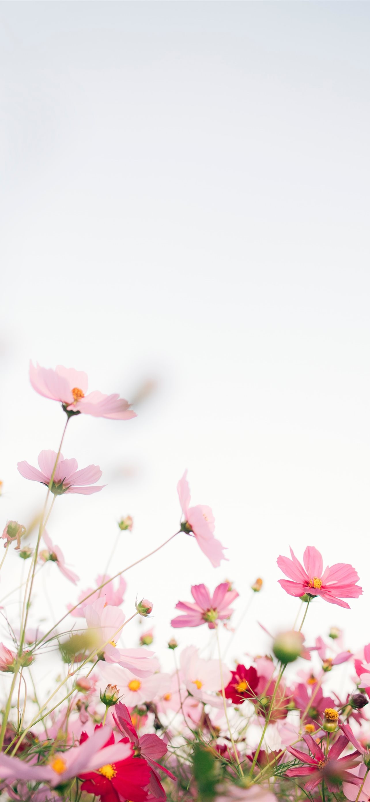 pink flowers with white background iPhone Wallpaper Free Download