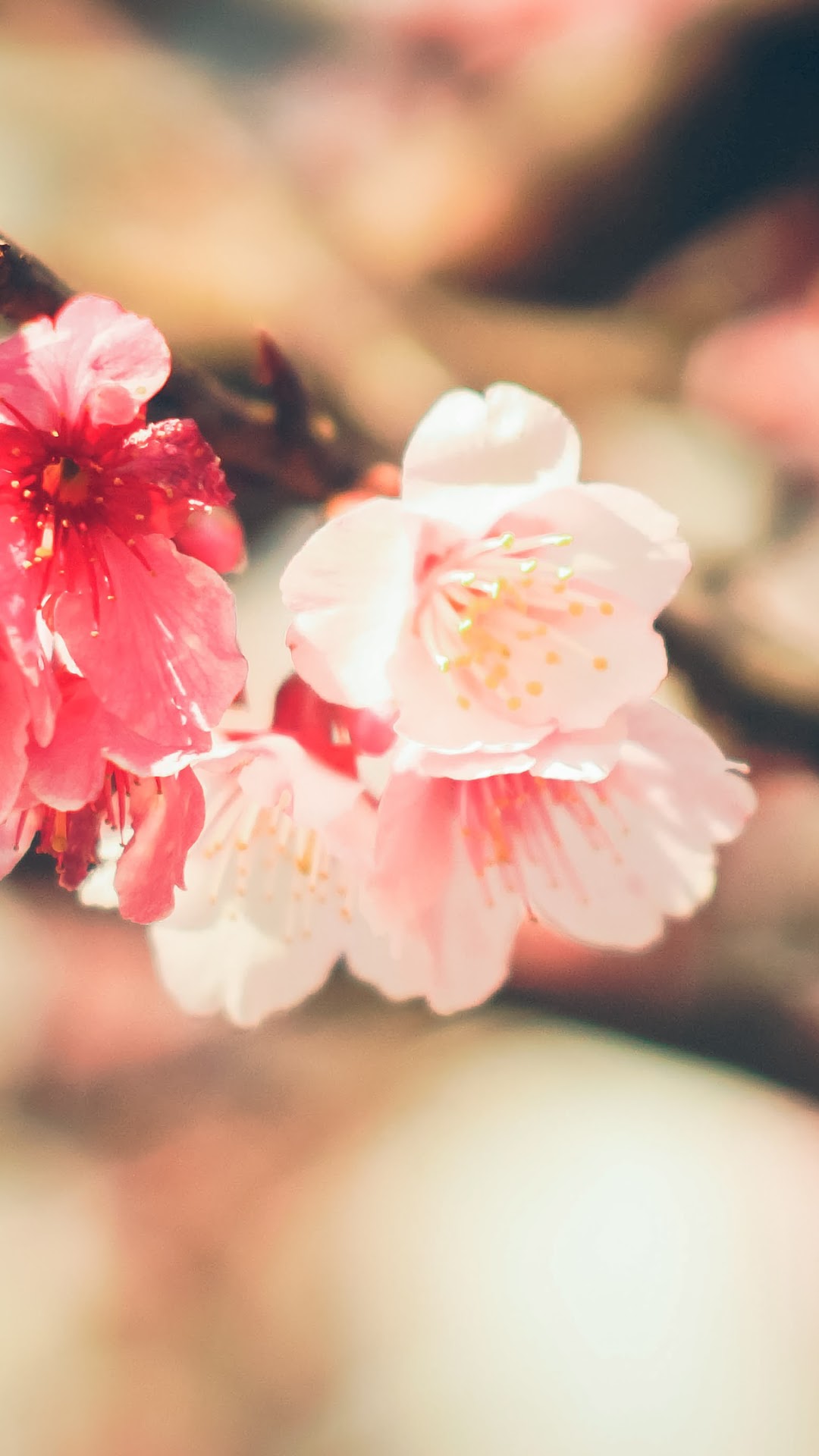 Beautiful, White, Pink, Flowers, Nature HD Gallery HD Wallpaper