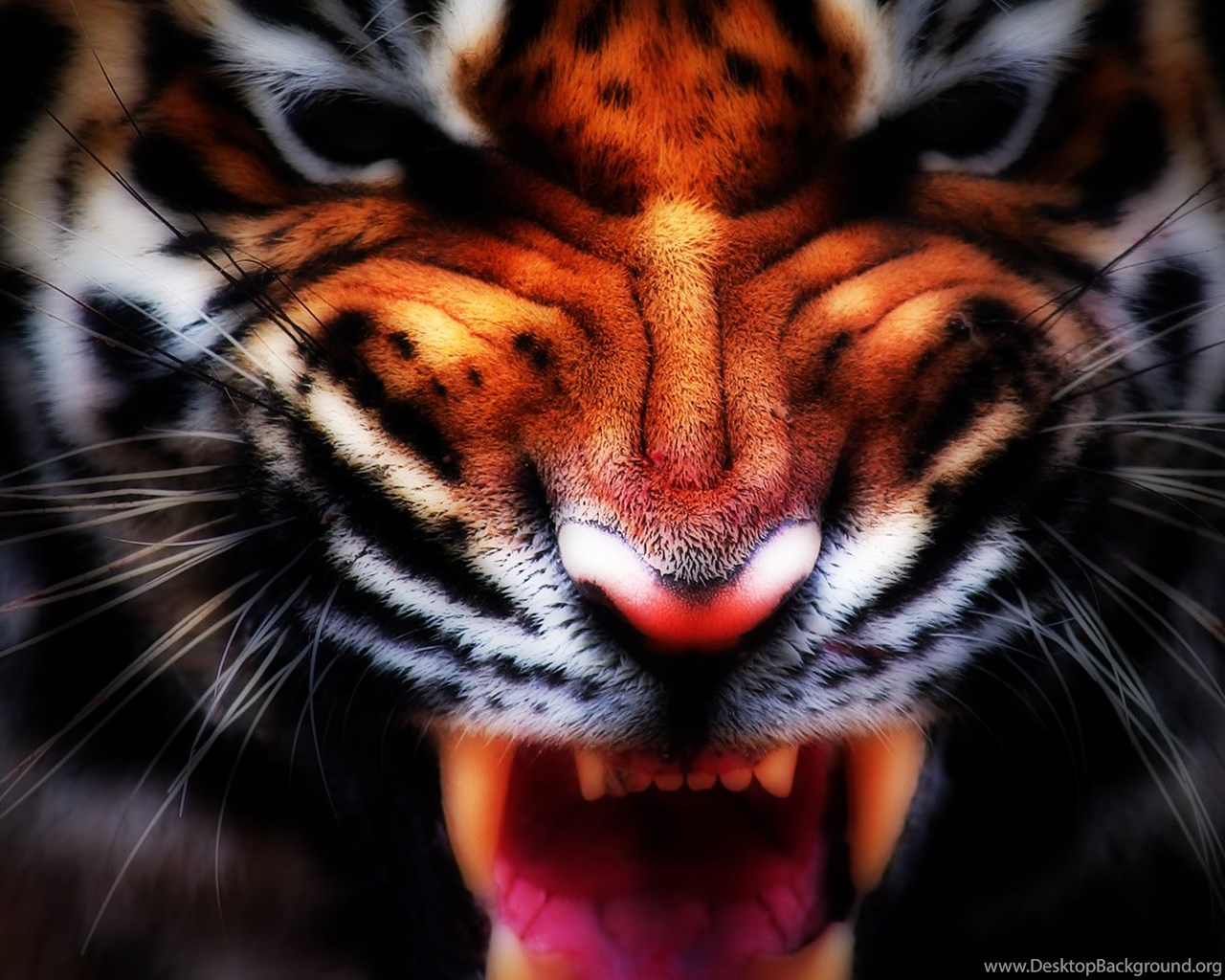 Aggressive Tiger Wallpaper