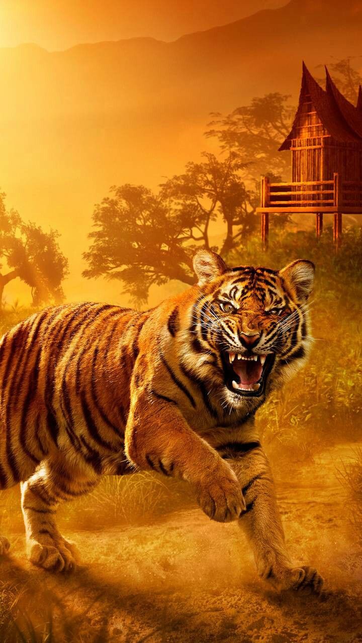Majestic Tiger Running