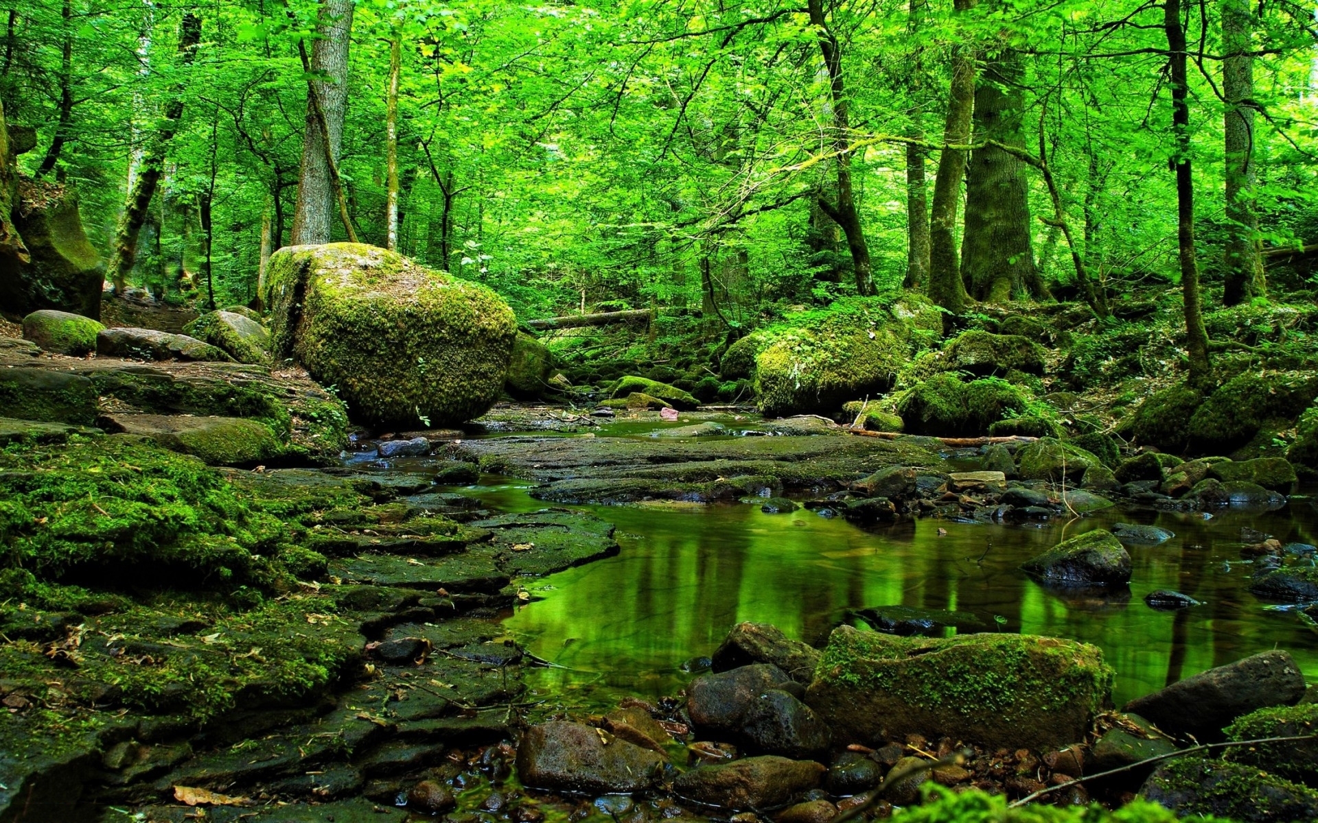 Grass Green Forest Water Rocks wallpaper. Grass Green Forest Water Rocks