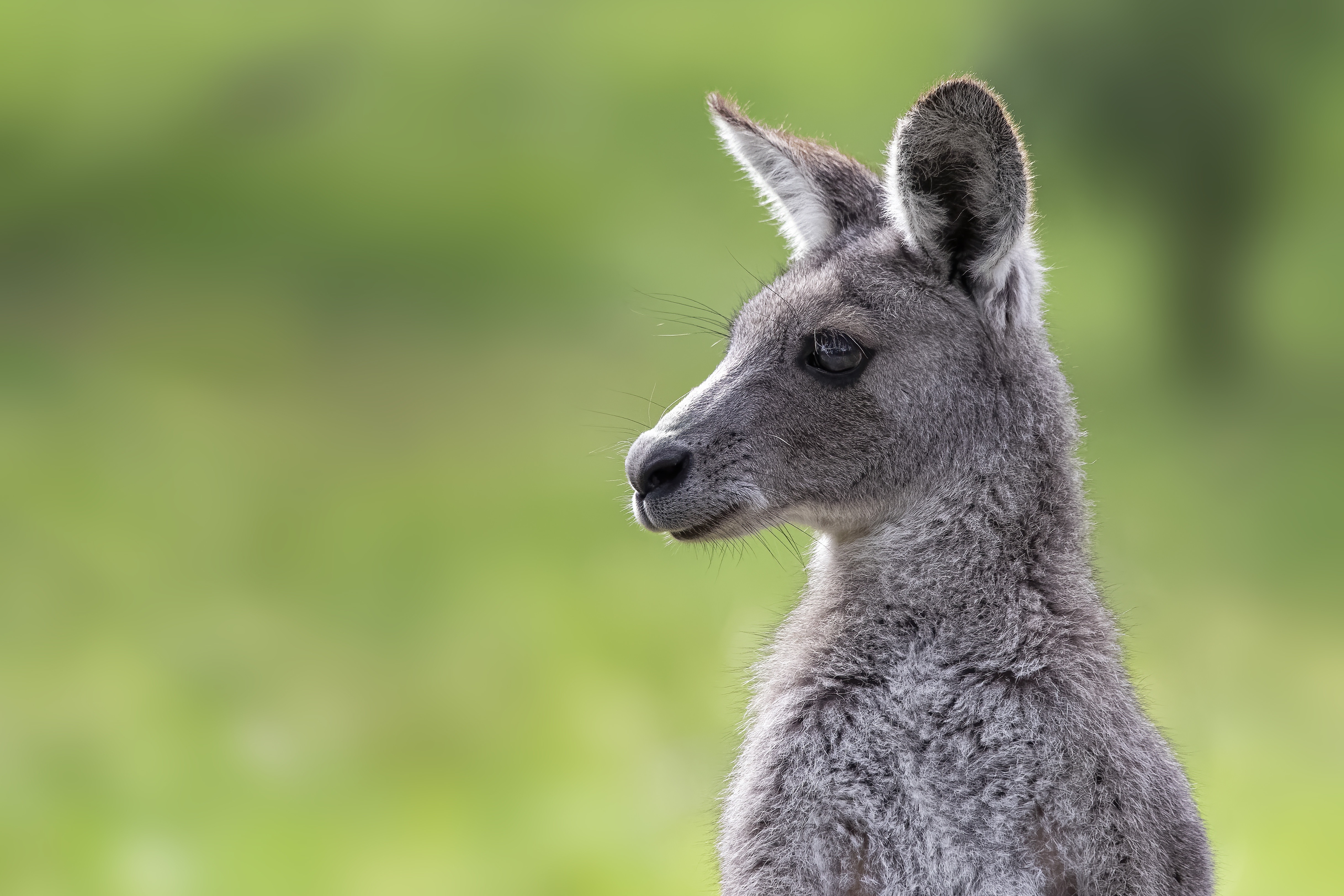 Download Eastern Grey Kangaroo Animal