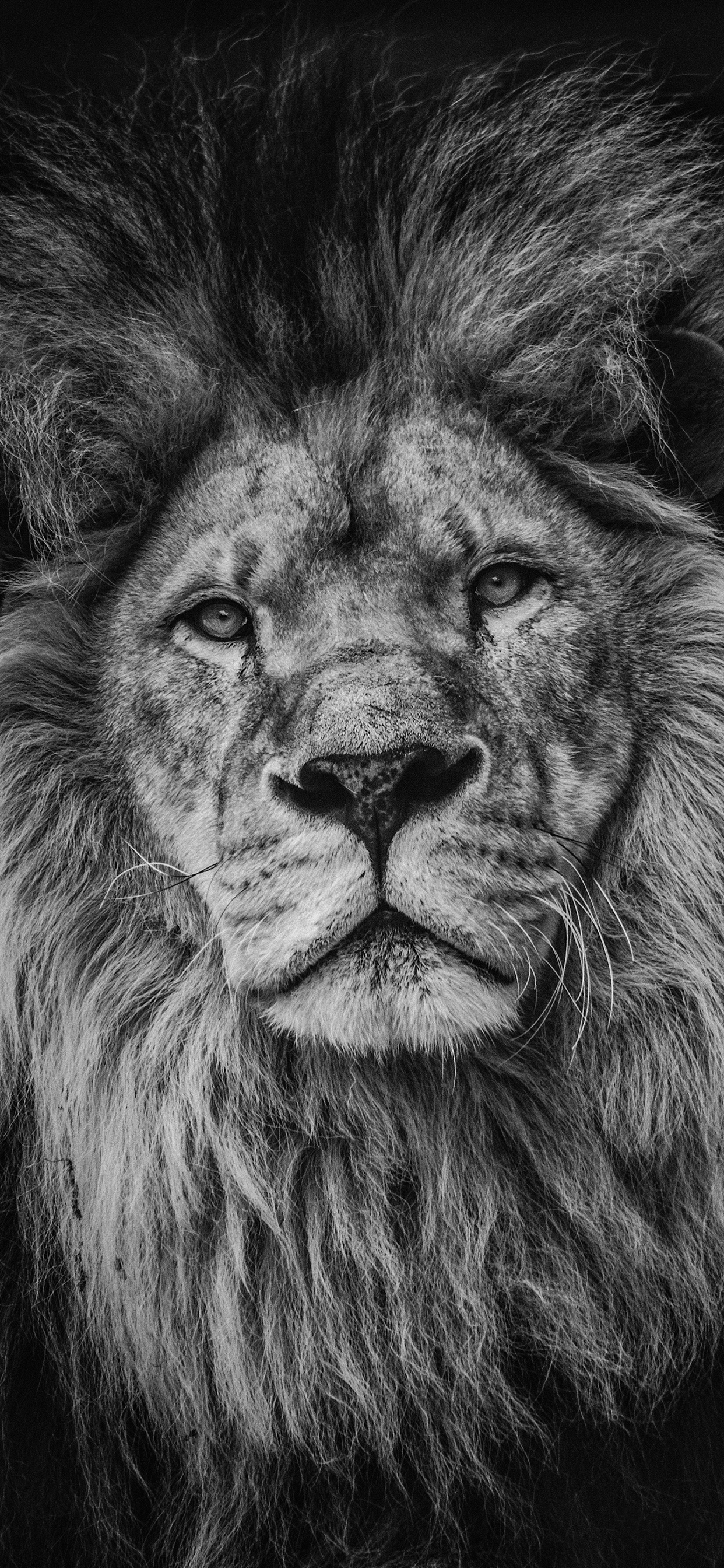 Free download Lion Wallpaper for iPhone 11 Pro Max X 8 7 6 Free Download [1242x2688] for your Desktop, Mobile & Tablet. Explore White Lion iPhone Wallpaper