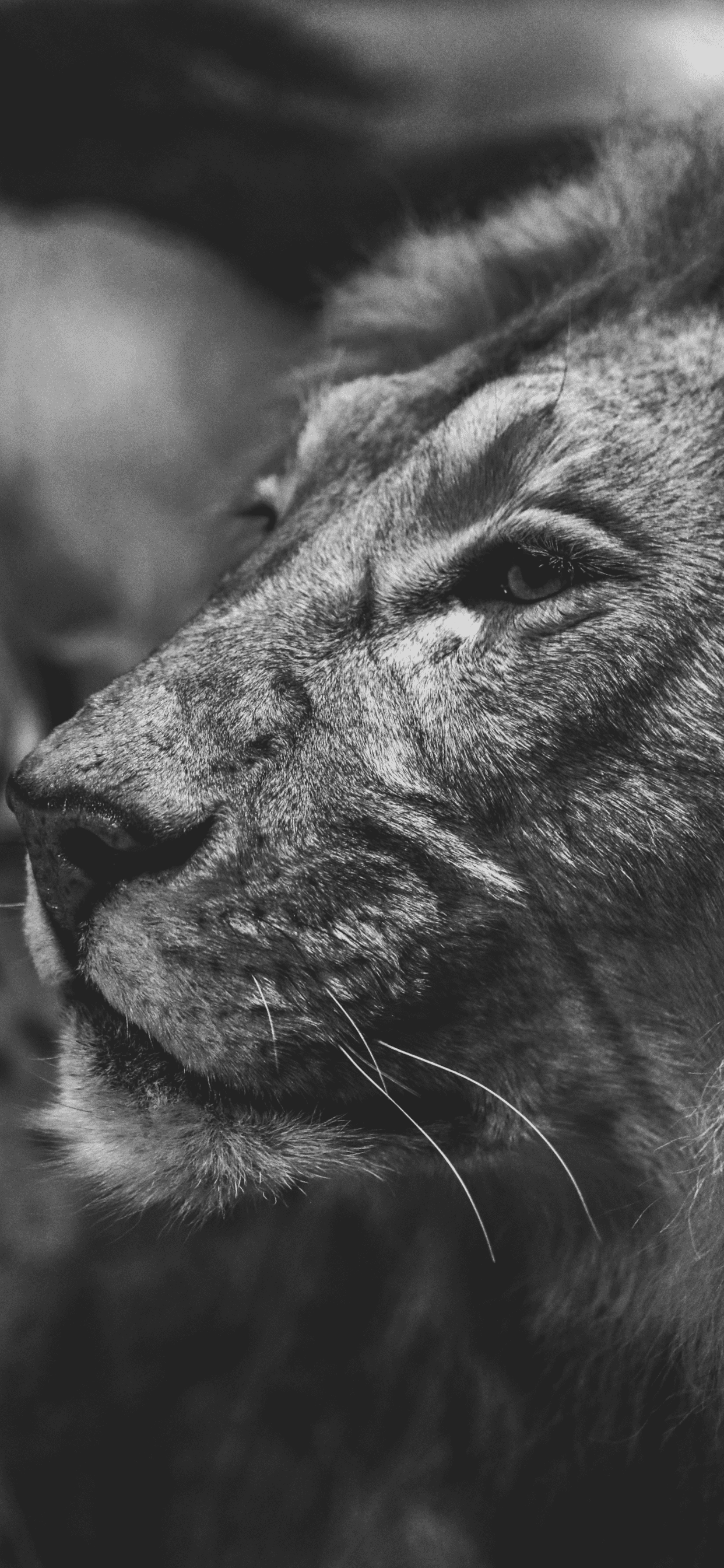 Lion Wallpaper for iPhone 11, Pro Max