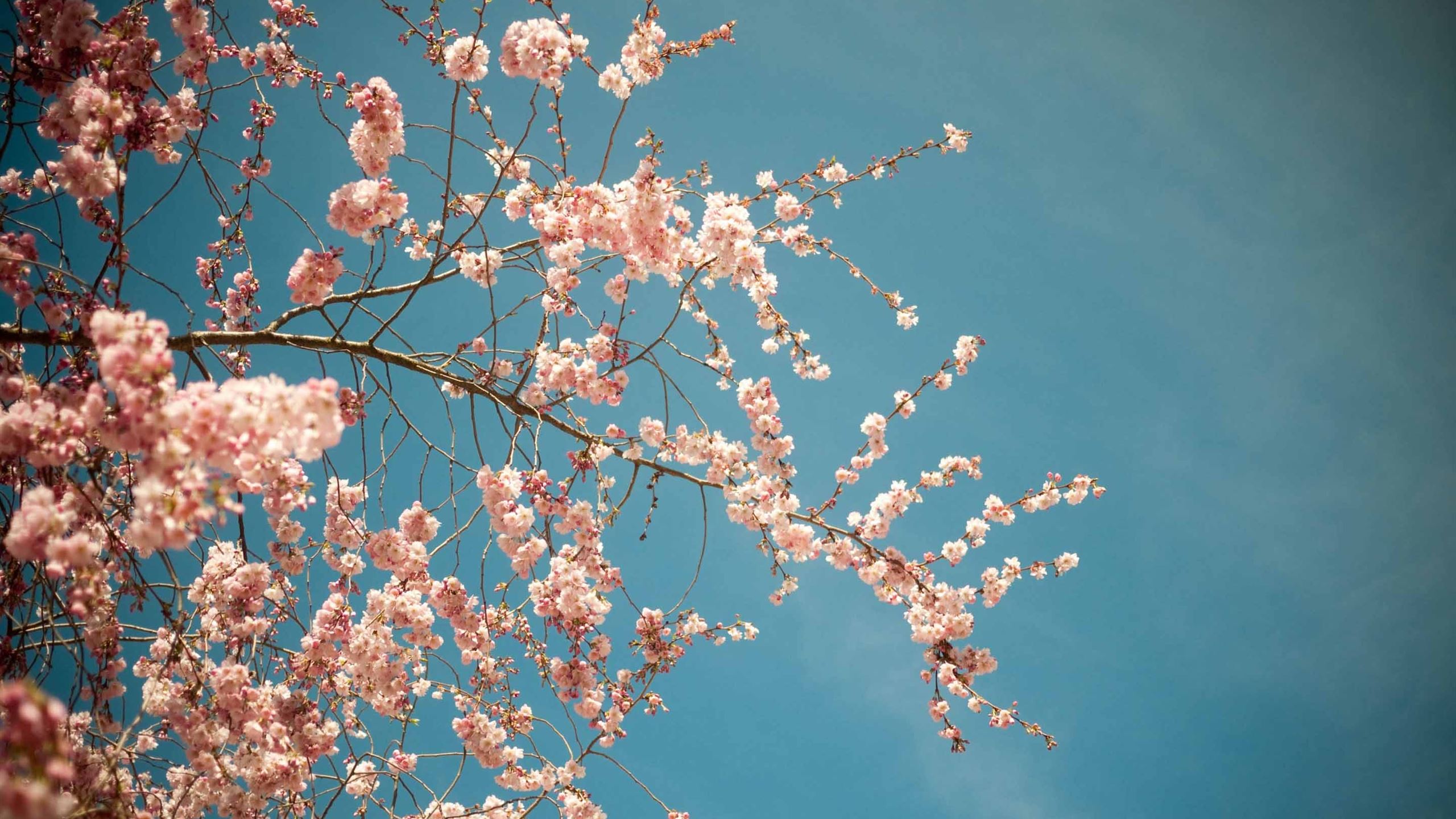 Blossom Tree Spring MacBook Air Wallpaper Download
