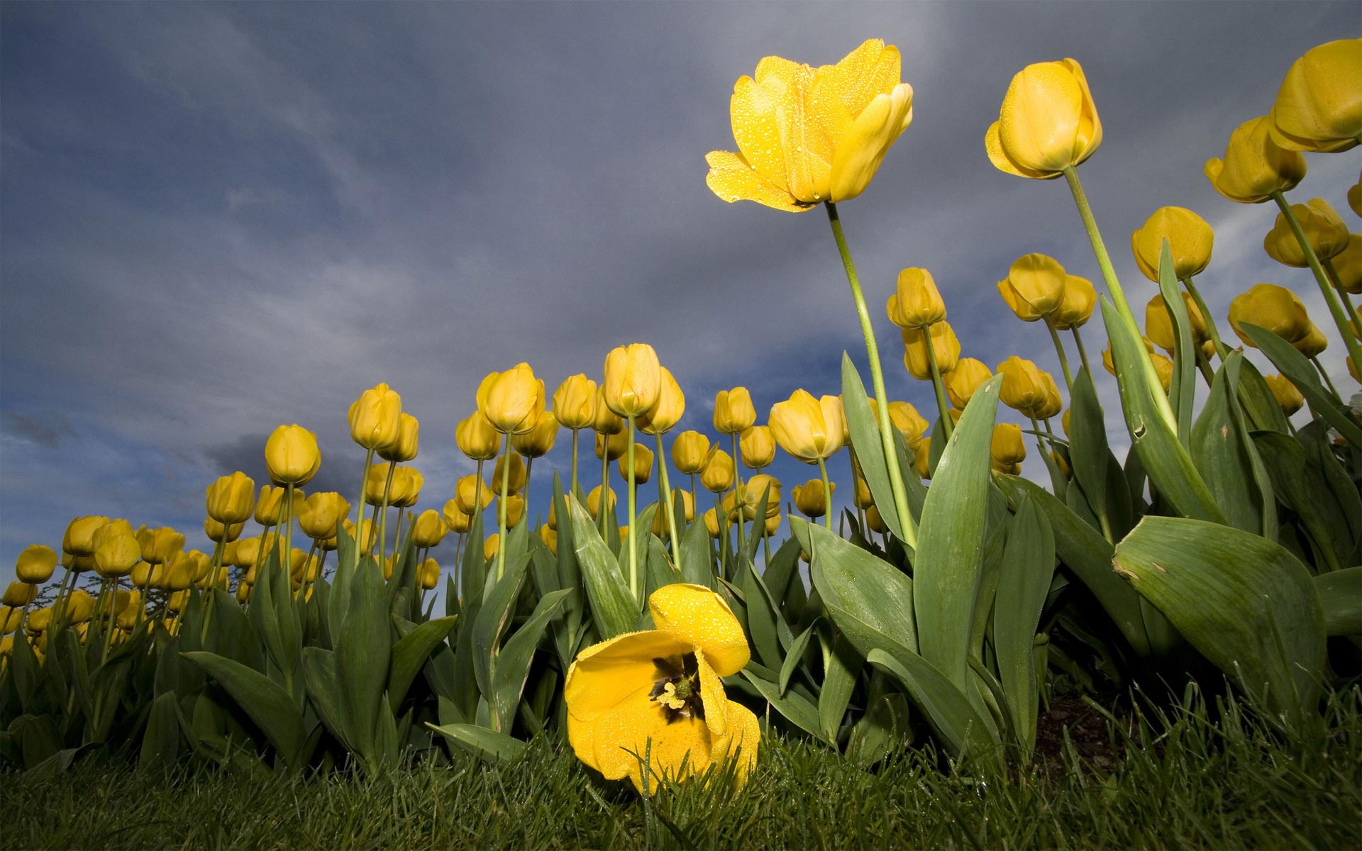 Free download Summer Yellow tulips widescreen wallpaper High Definition Wallpaper [1920x1200] for your Desktop, Mobile & Tablet. Explore Widescreen High Resolution Summer Wallpaper. Widescreen Wallpaper High Resolution, High Resolution