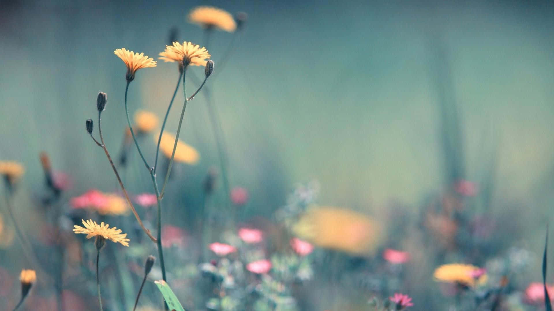 Download Yellow And Pink Summer Flowers Nice Desktop Wallpaper