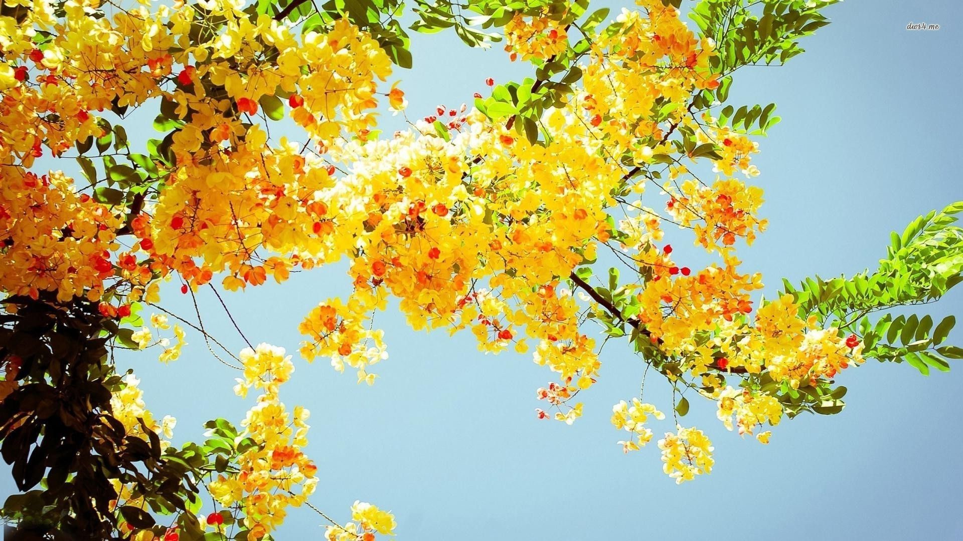 Flowering Tree, Yellow Blossoms. Summer desktop background, Yellow flower wallpaper, HD nature wallpaper