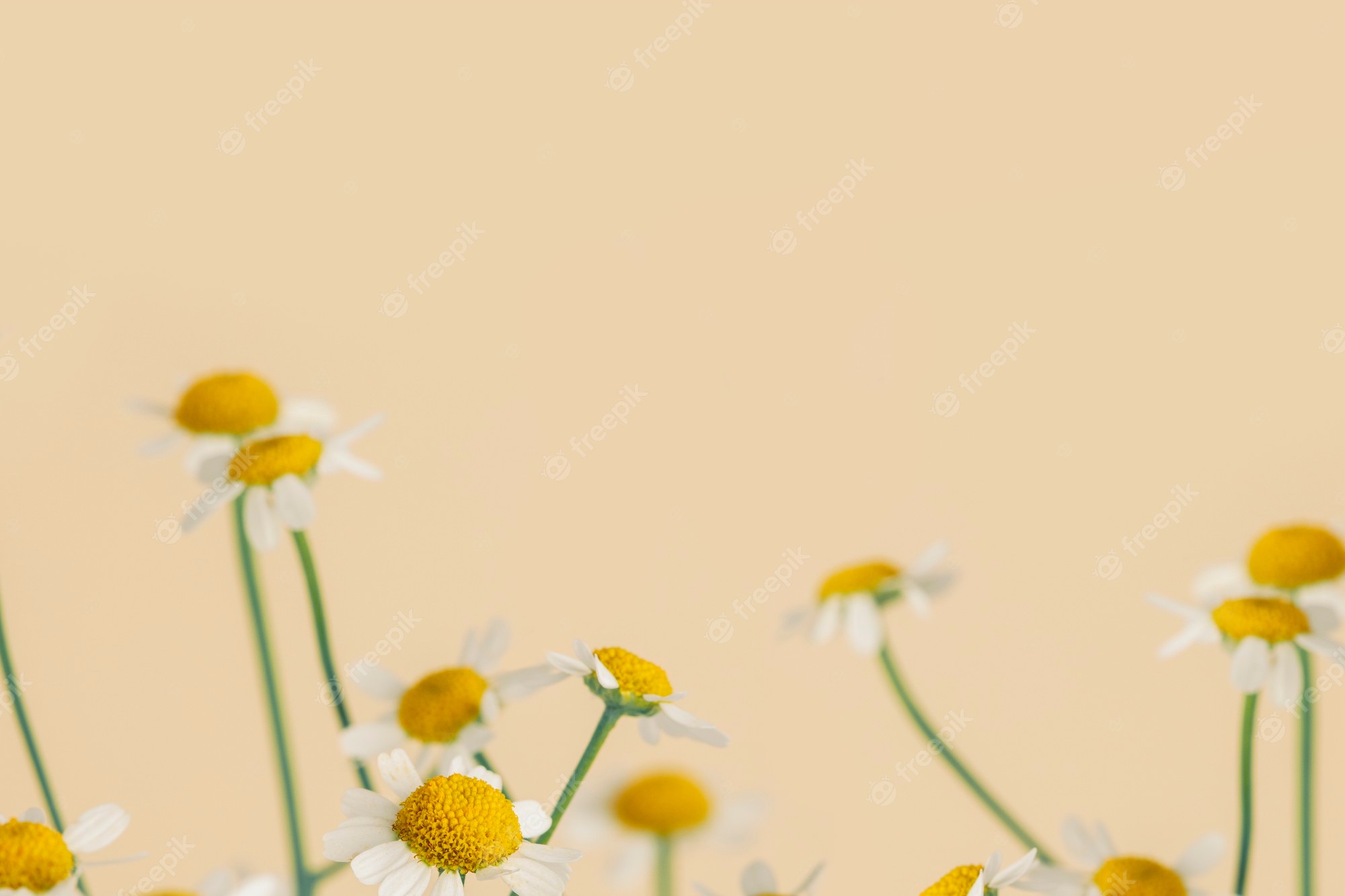 Aesthetic Spring Wallpaper Image