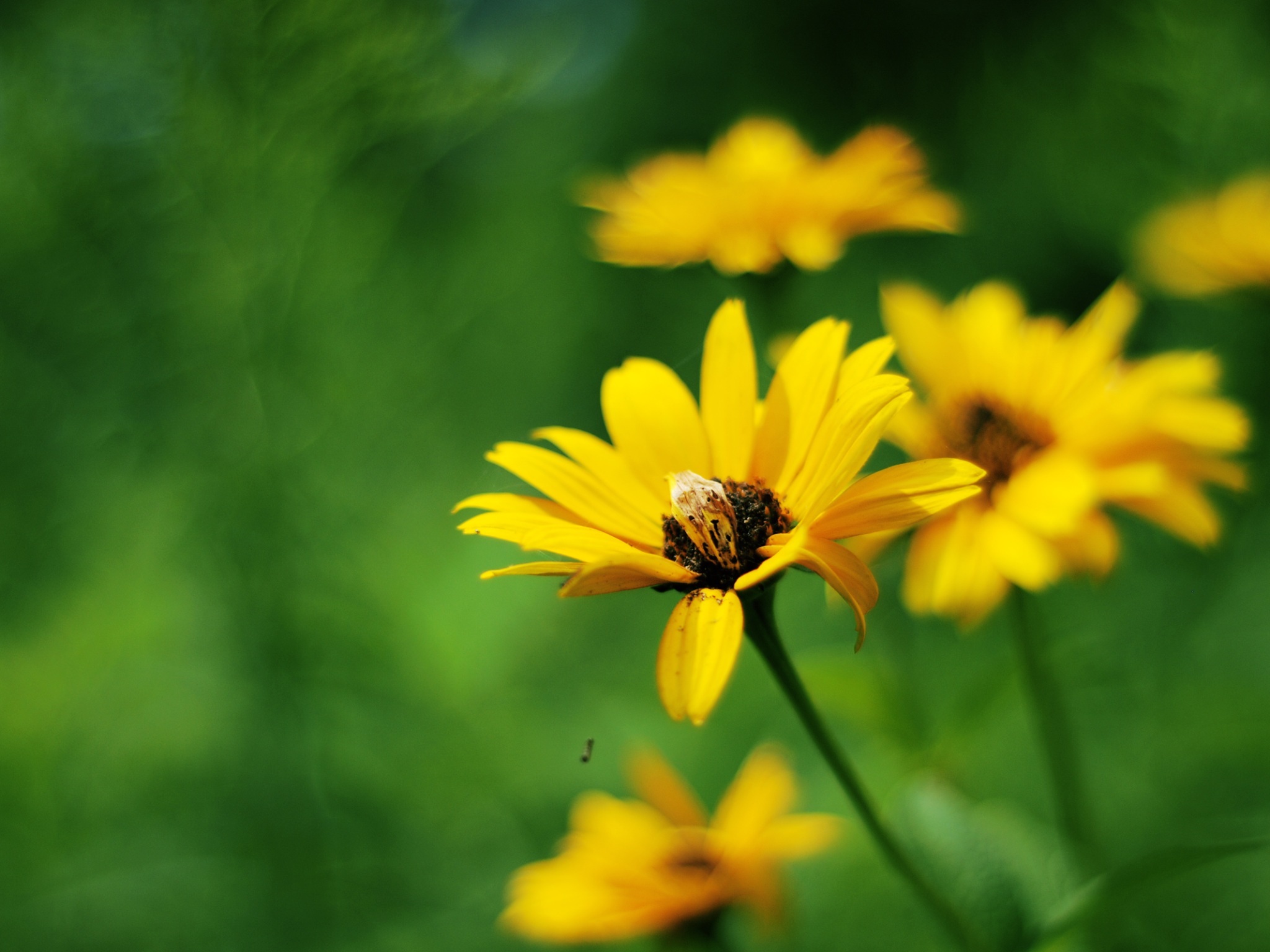 Wallpaper 4k Yellow Summer Flowers Wallpaper