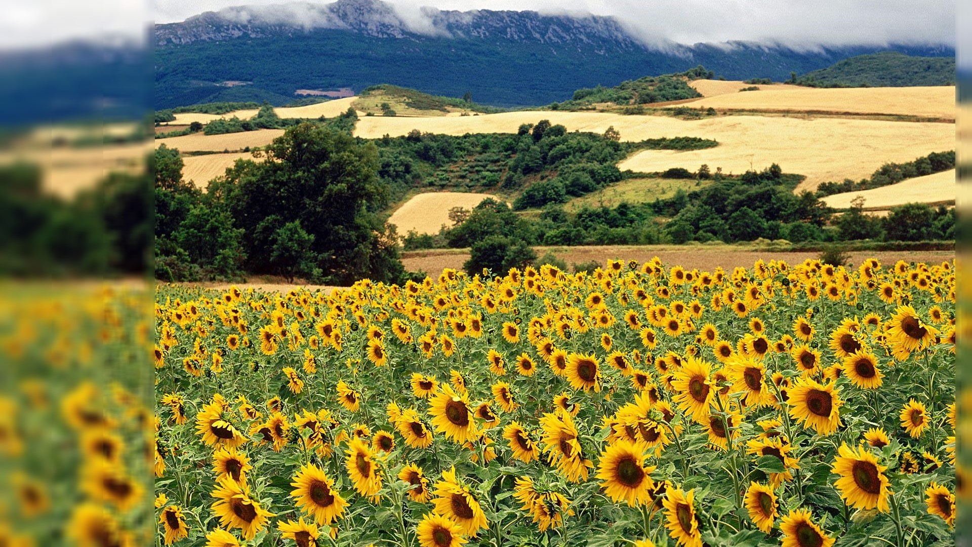 1920x1080 summer wallpaper free desktop wallpaper JPG 763 kB Gallery HD Wallpaper